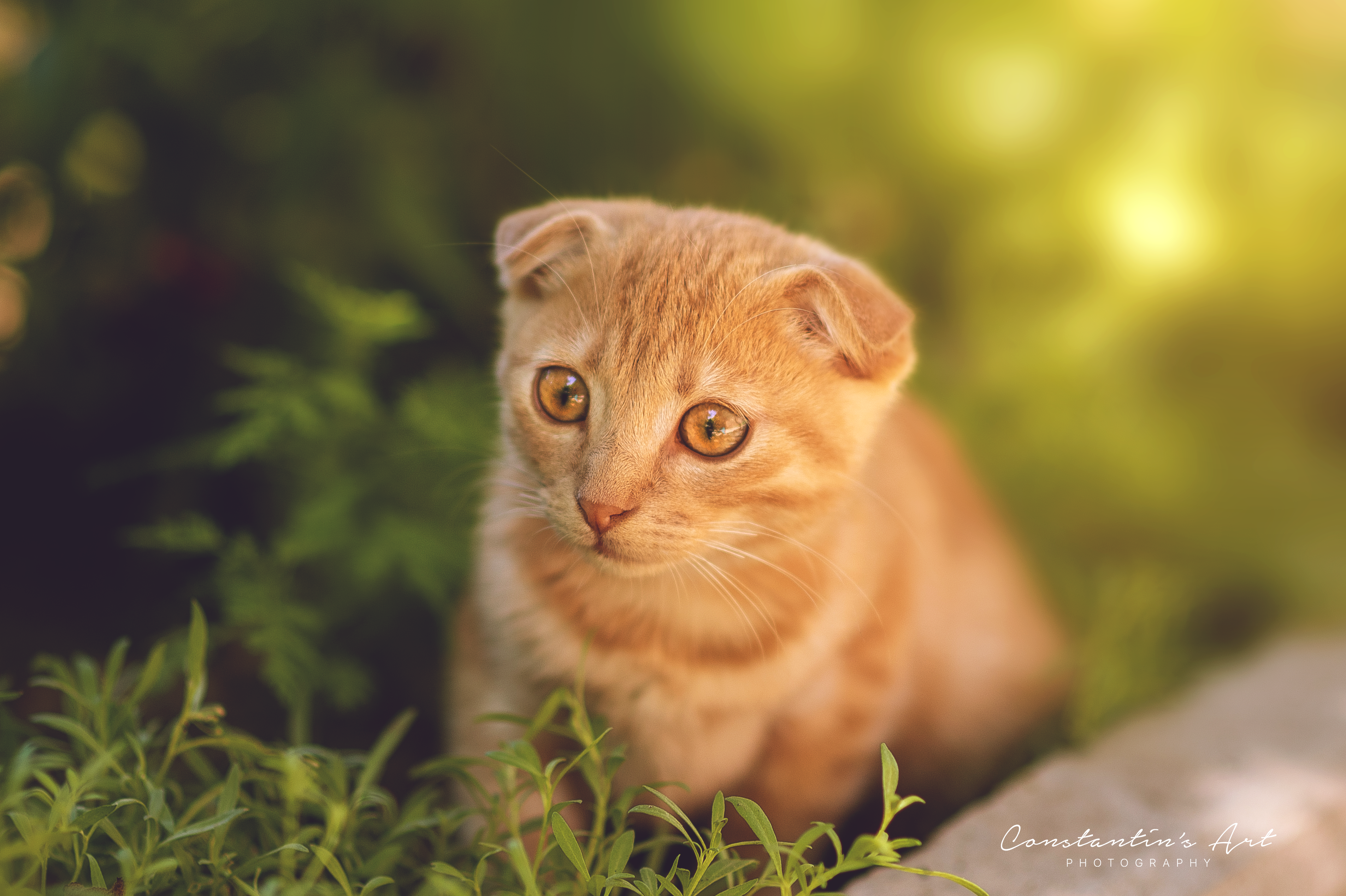 Orange kitten with folded ears sitting outdoors HD Wallpaper