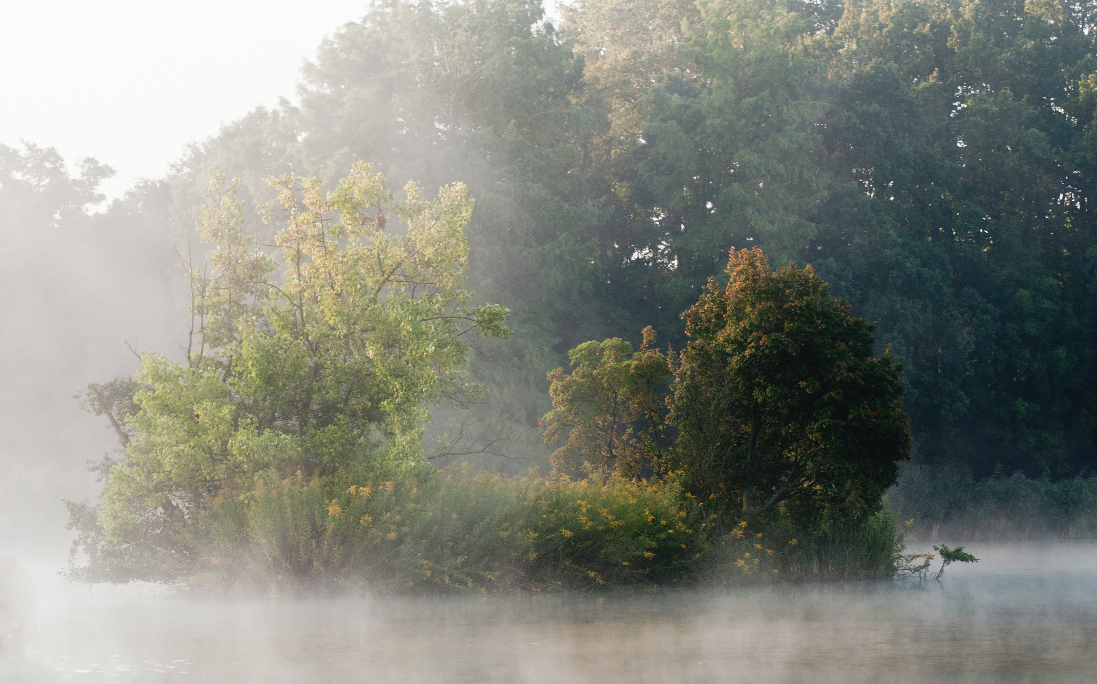Misty lake with trees and fog HD Wallpaper