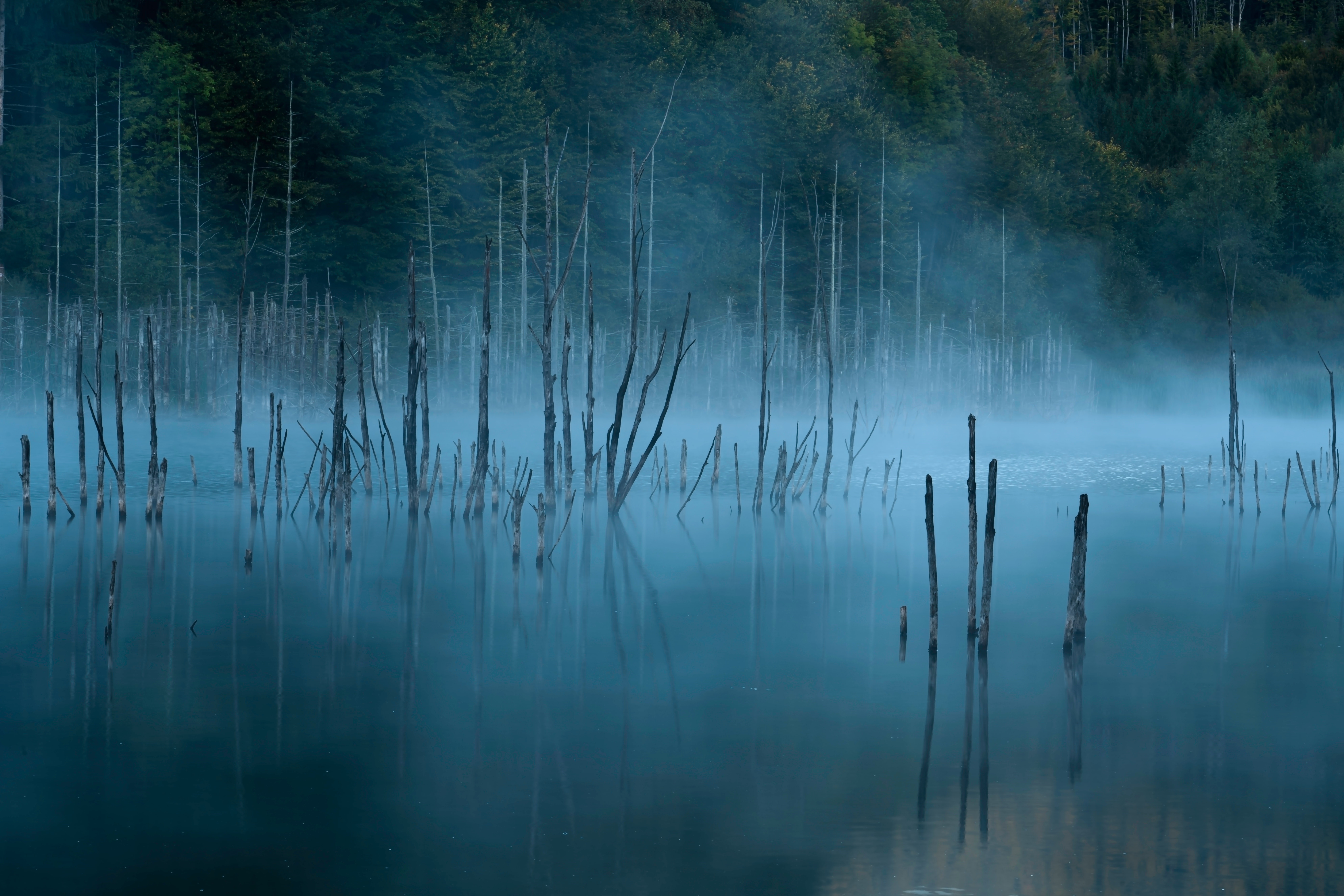 Misty lake with dead trees and forest HD Wallpaper