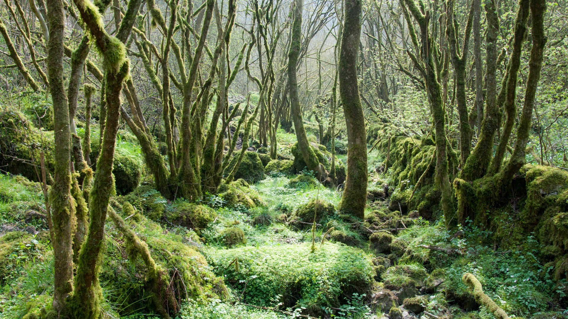 Moss-covered trees and rocks in a forest HD Wallpaper