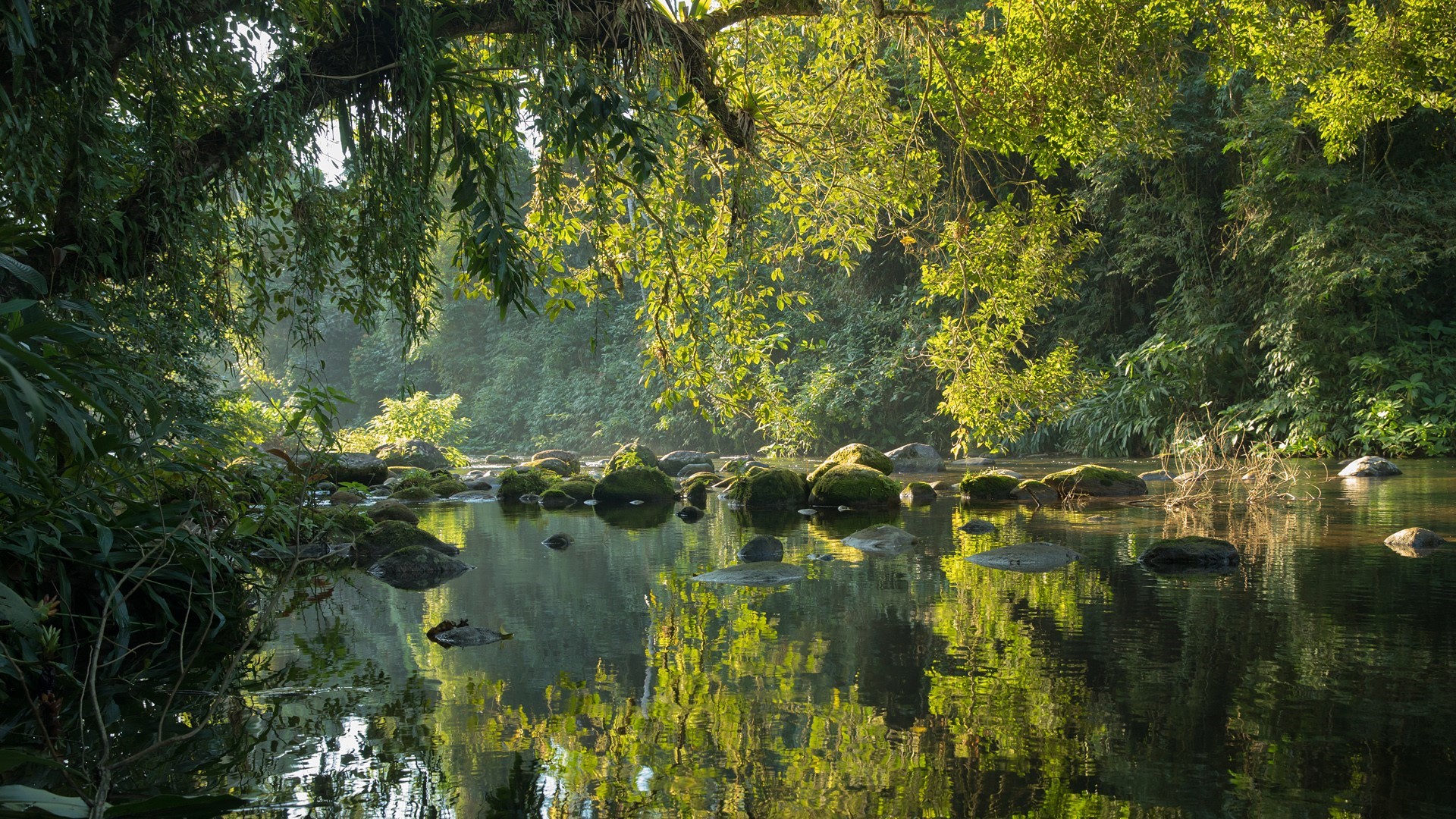 Mossy rocks in a sunlit rainforest river in Brazil HD Wallpaper