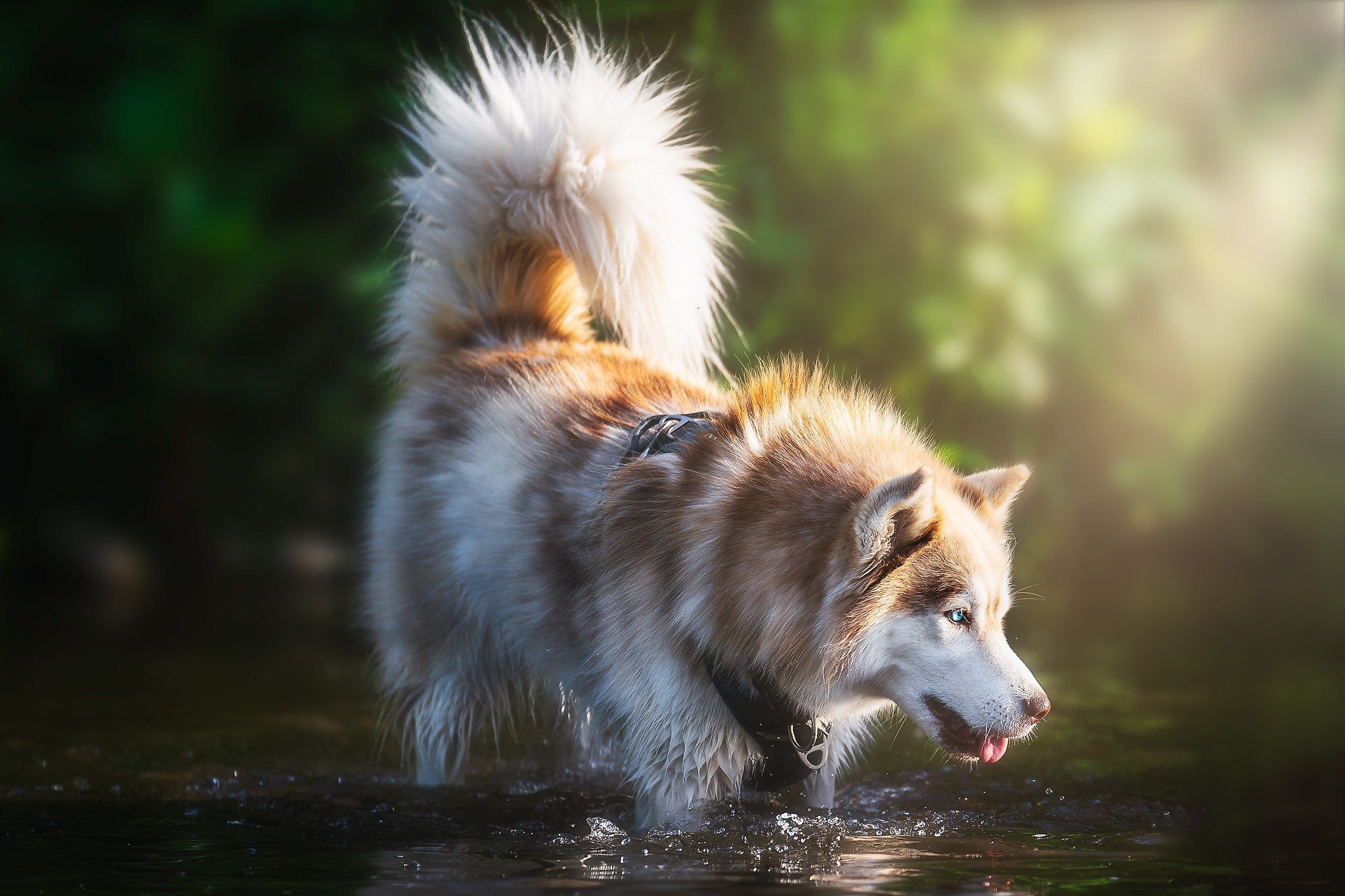Husky dog wading in shallow water with green foliage background HD Wallpaper