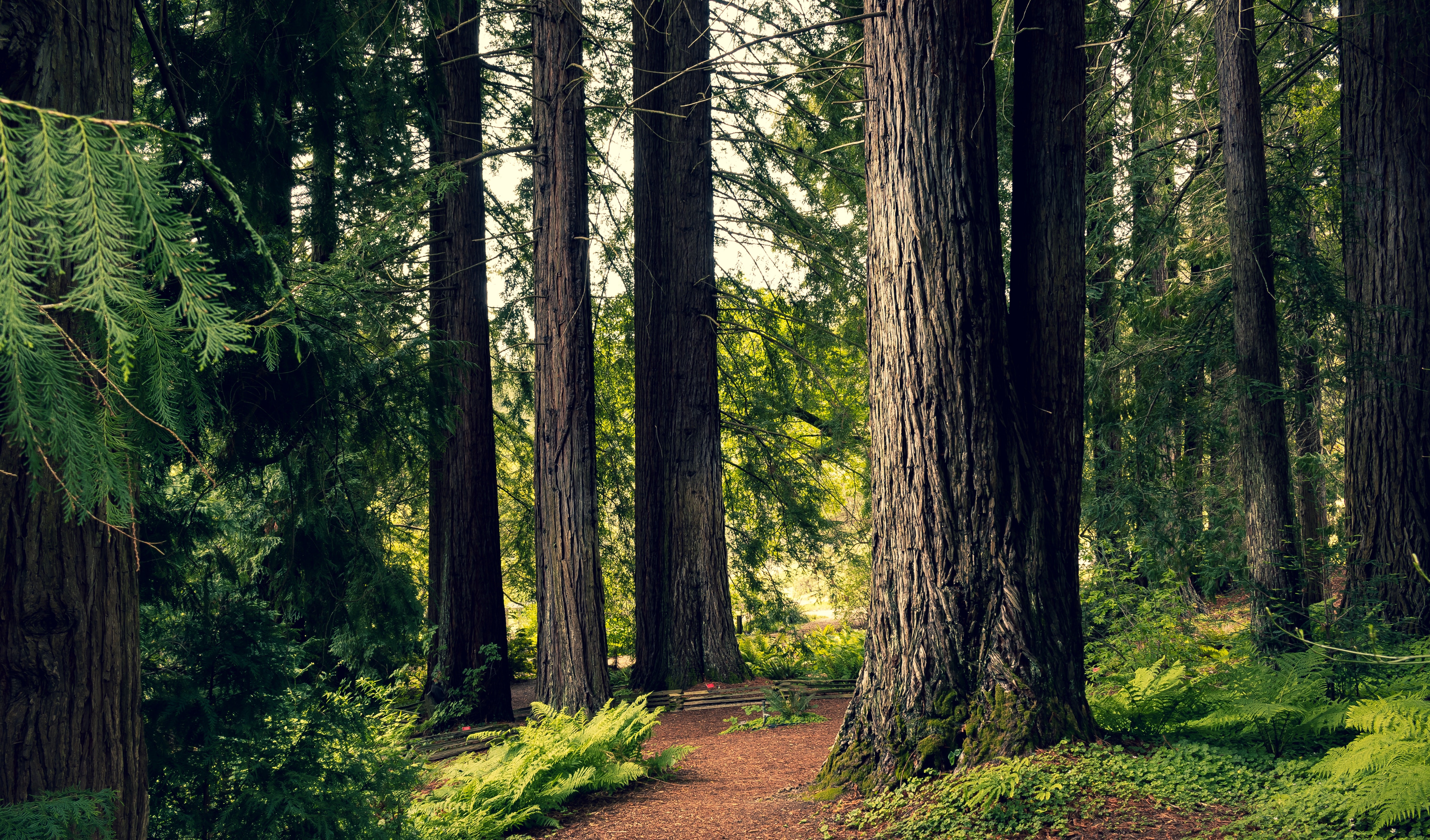 Redwood trees in a forest with ferns HD Wallpaper