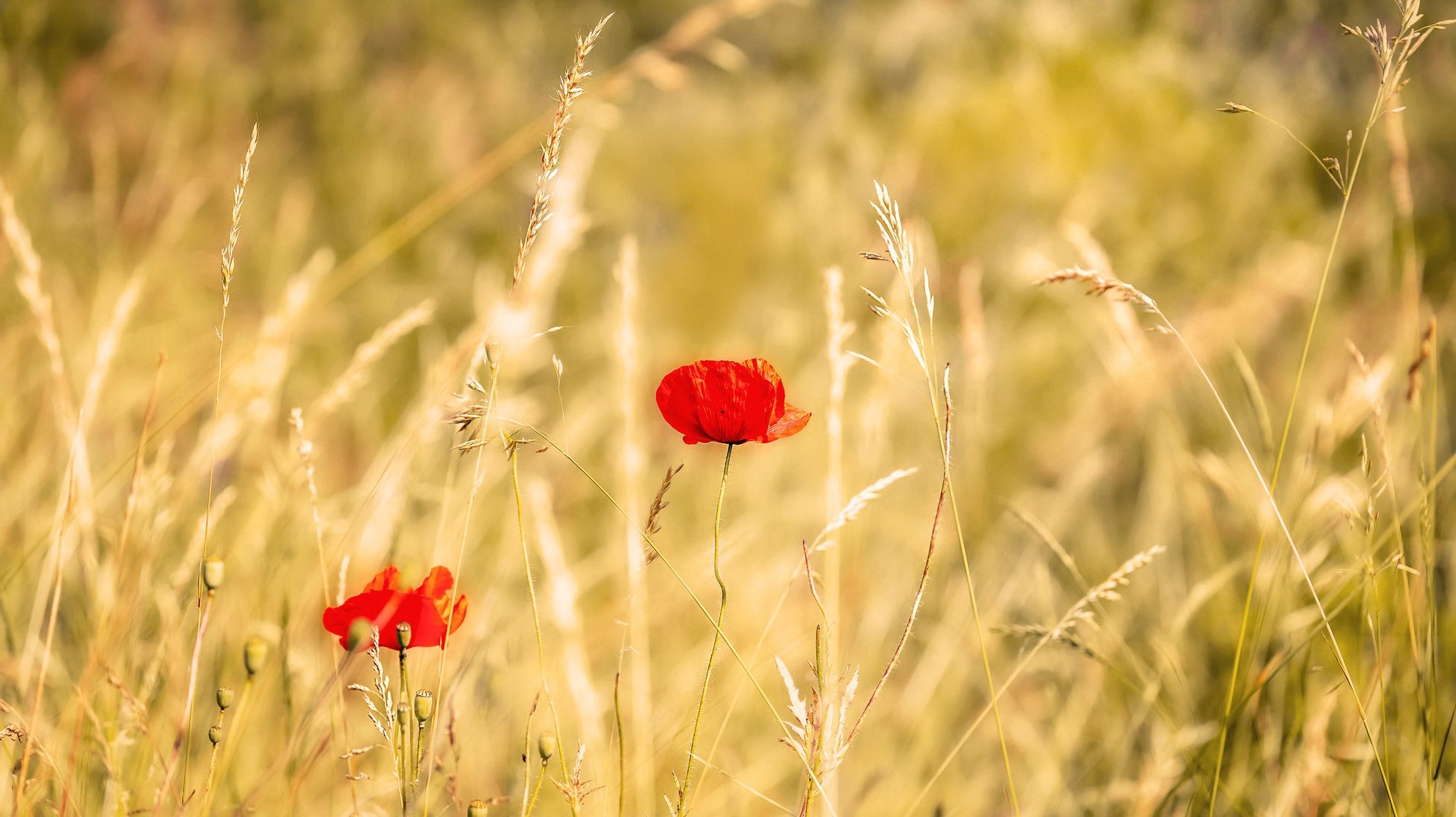Two red poppies in a field of dry grass HD Wallpaper