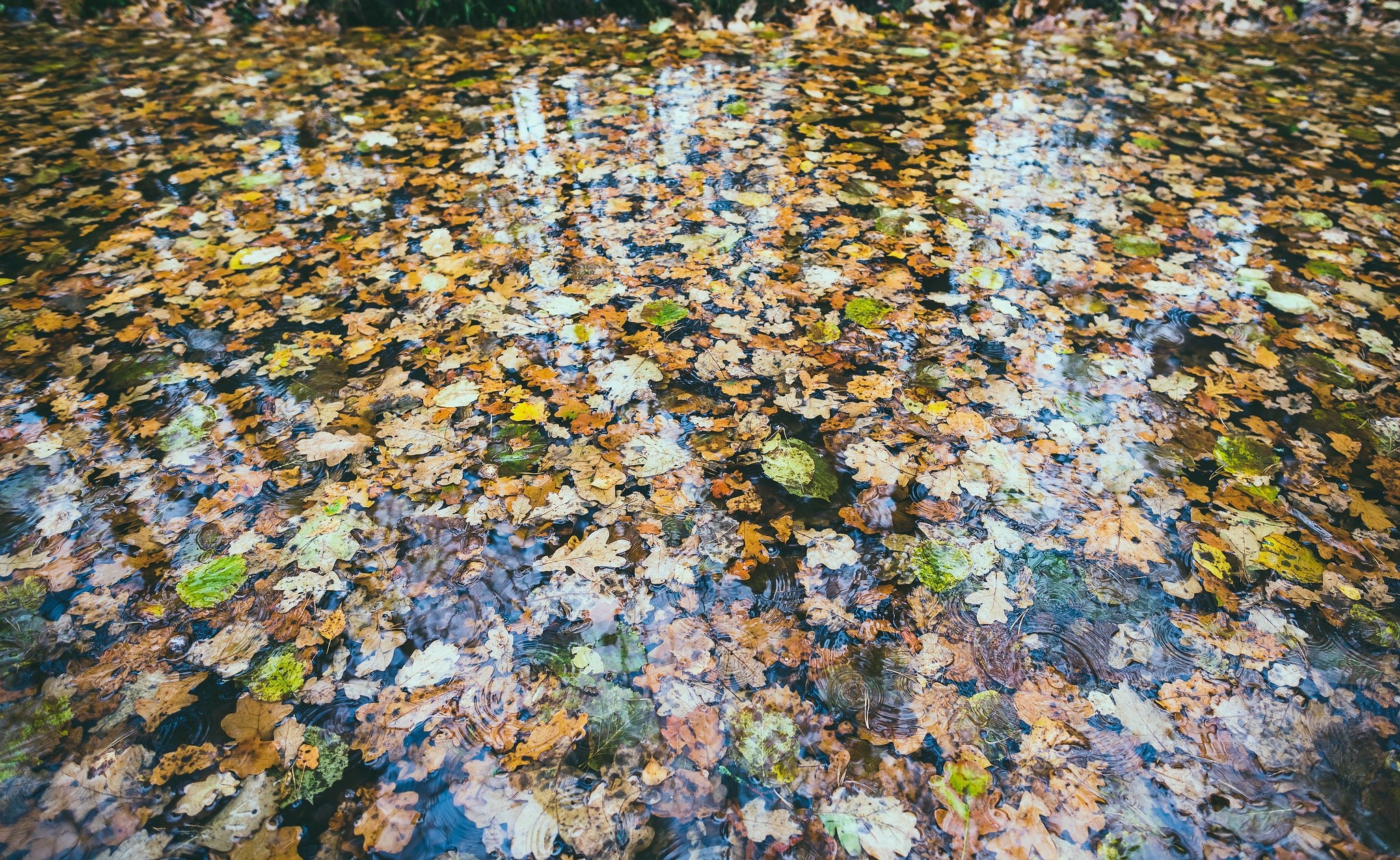 Autumn leaves floating on water HD Wallpaper