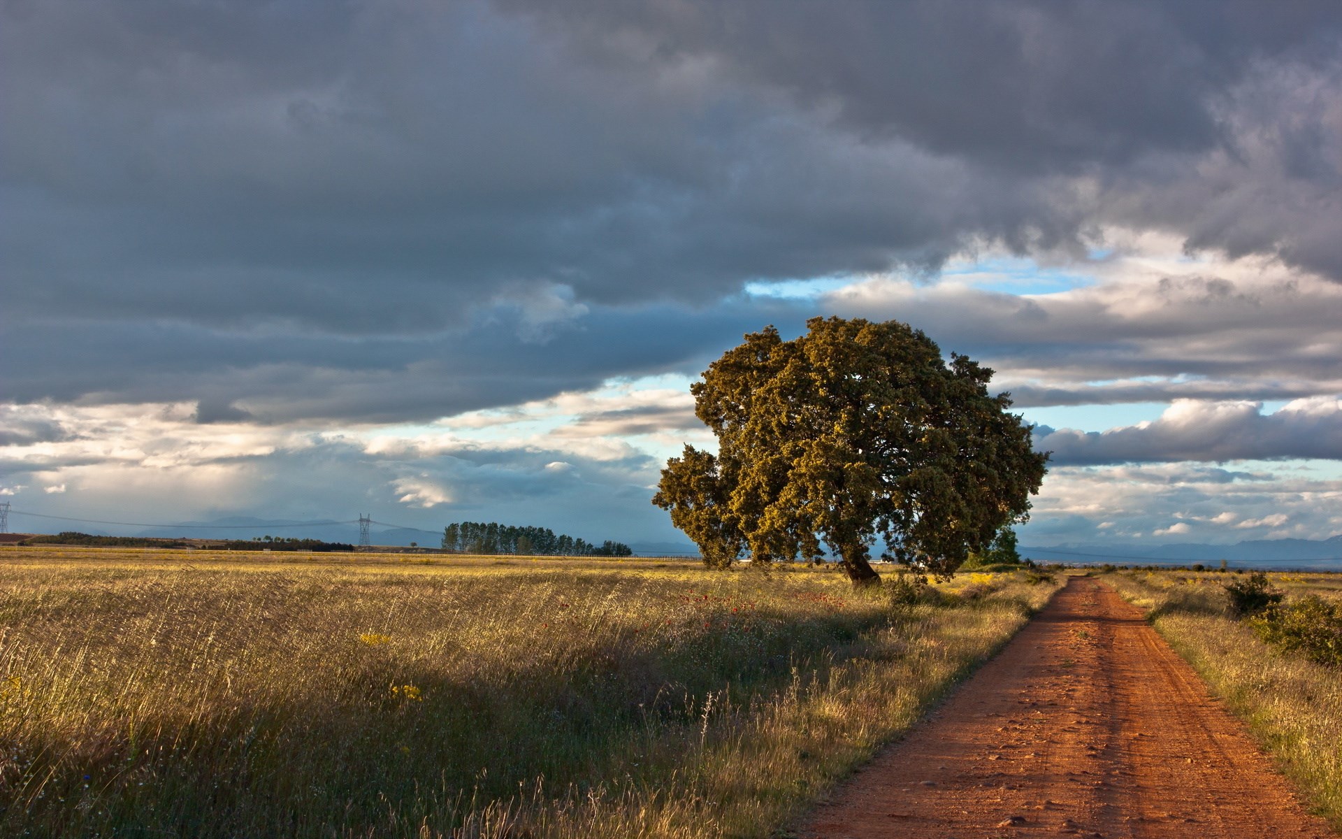 Dirt road through a field with a large tree HD Wallpaper