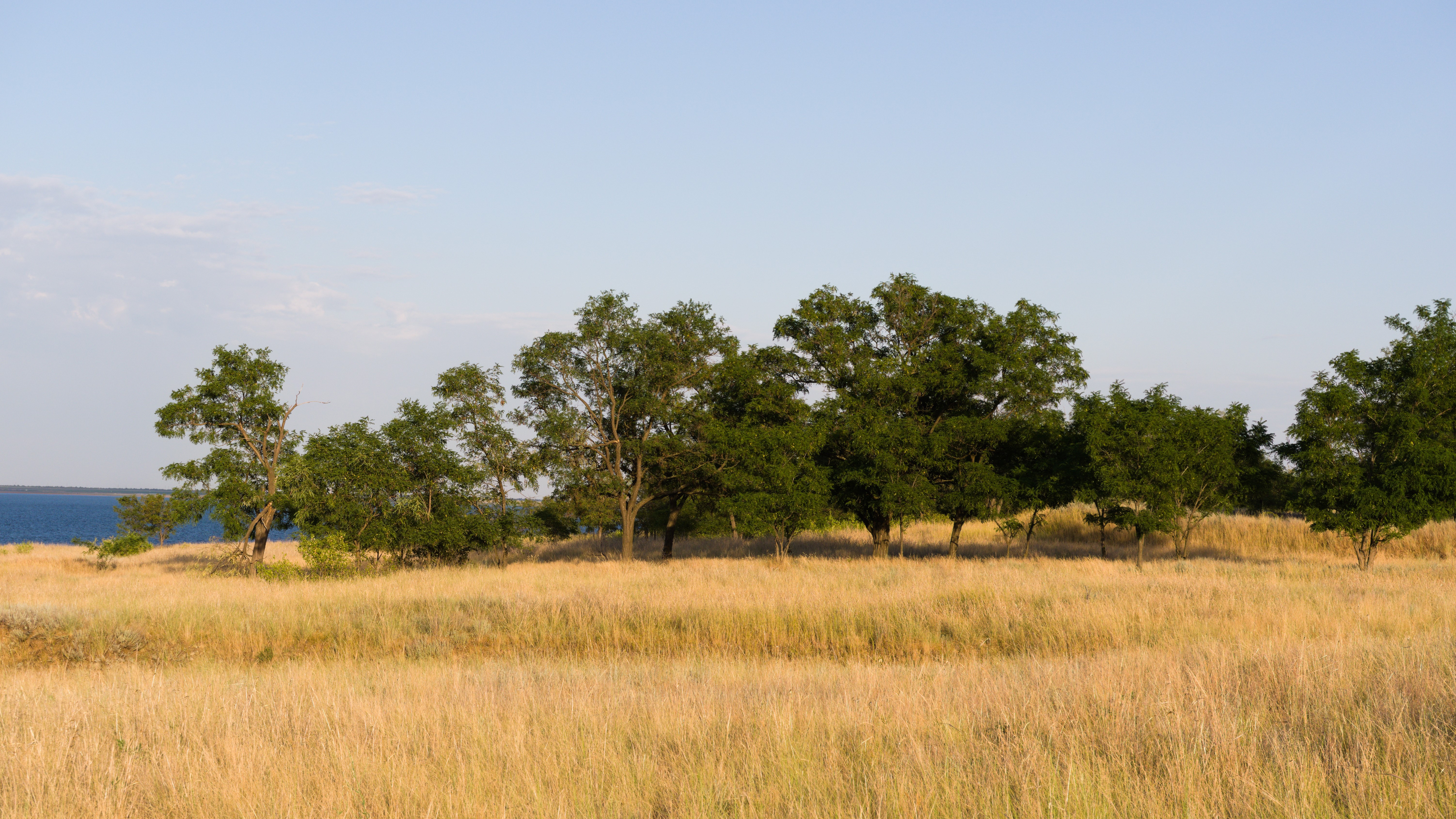 Trees on a grassy field by the water HD Wallpaper