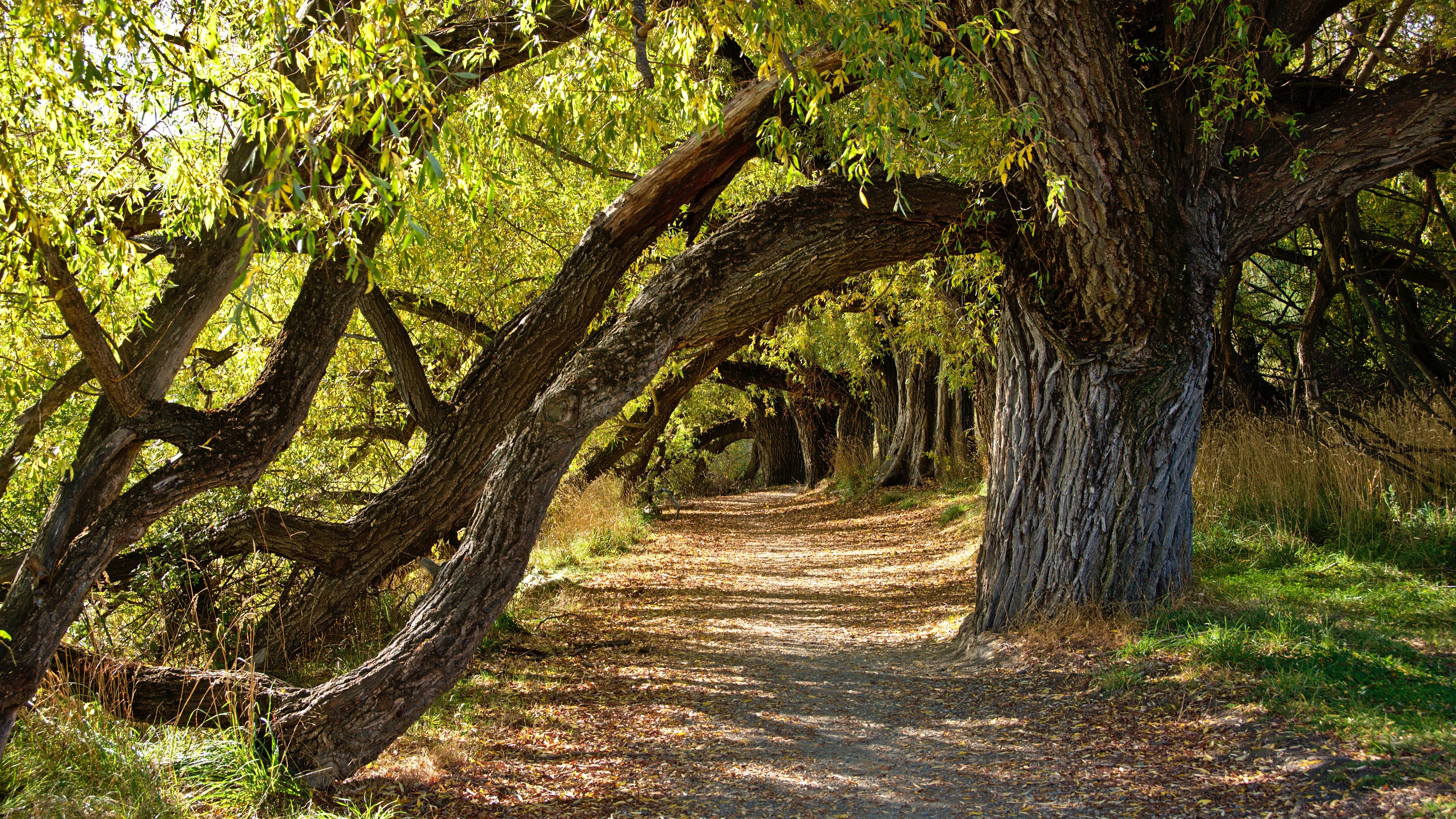Tree tunnel path in New Zealand HD Wallpaper