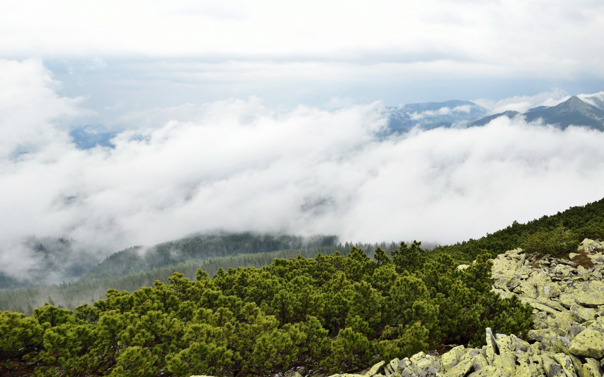 Mountain landscape with clouds and pine trees HD Wallpaper
