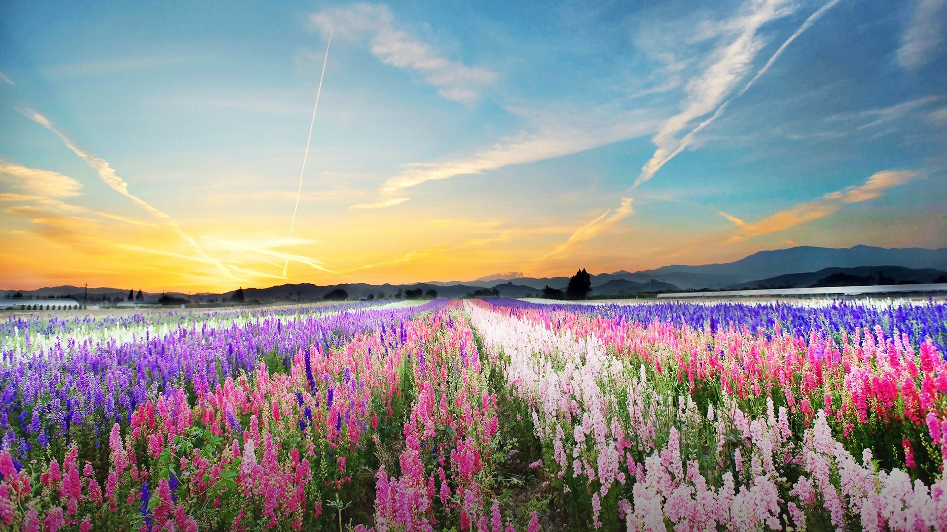 Field of colorful flowers at sunset with mountains HD Wallpaper