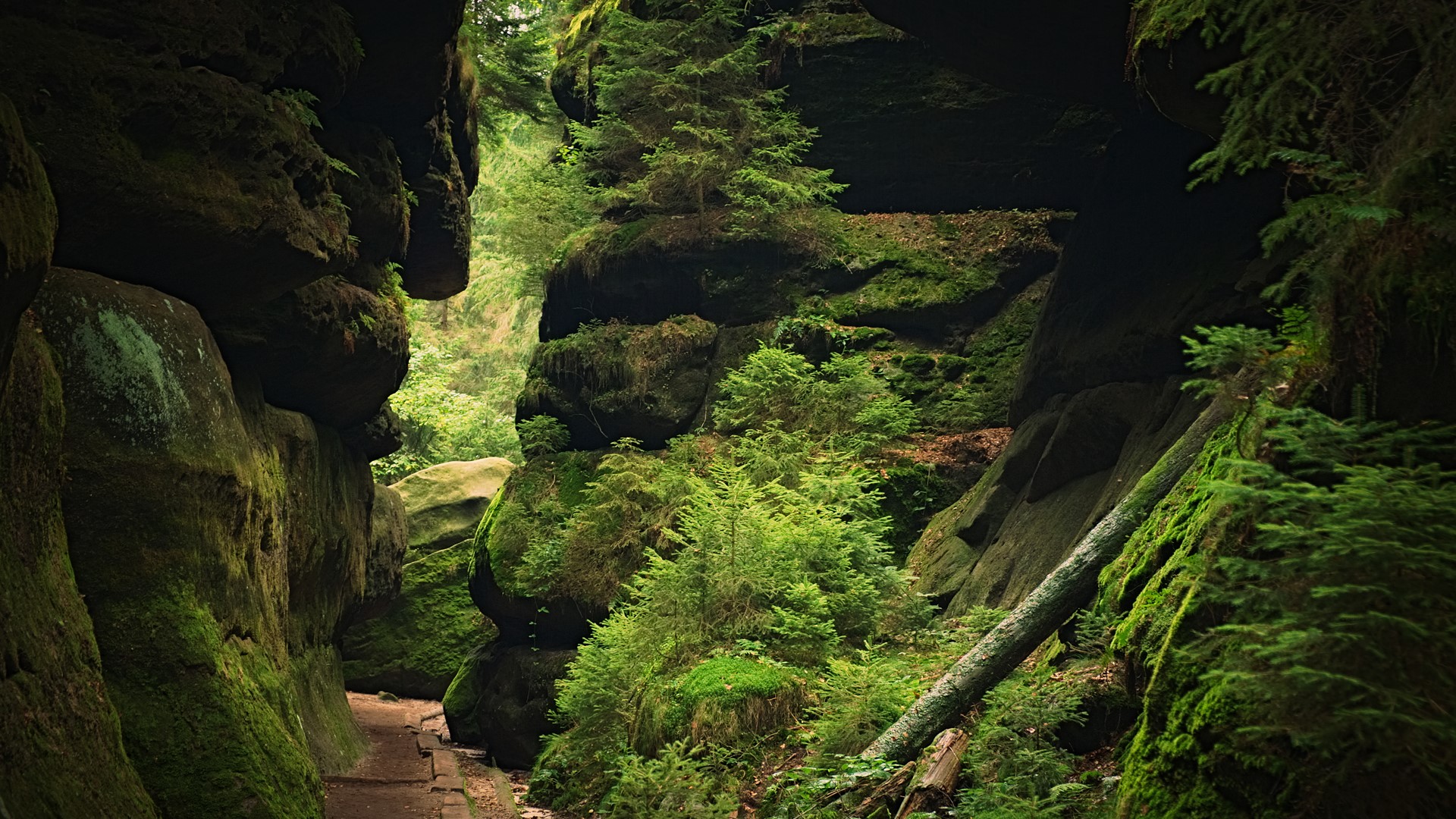 Mossy rocks and trees in a forest canyon HD Wallpaper