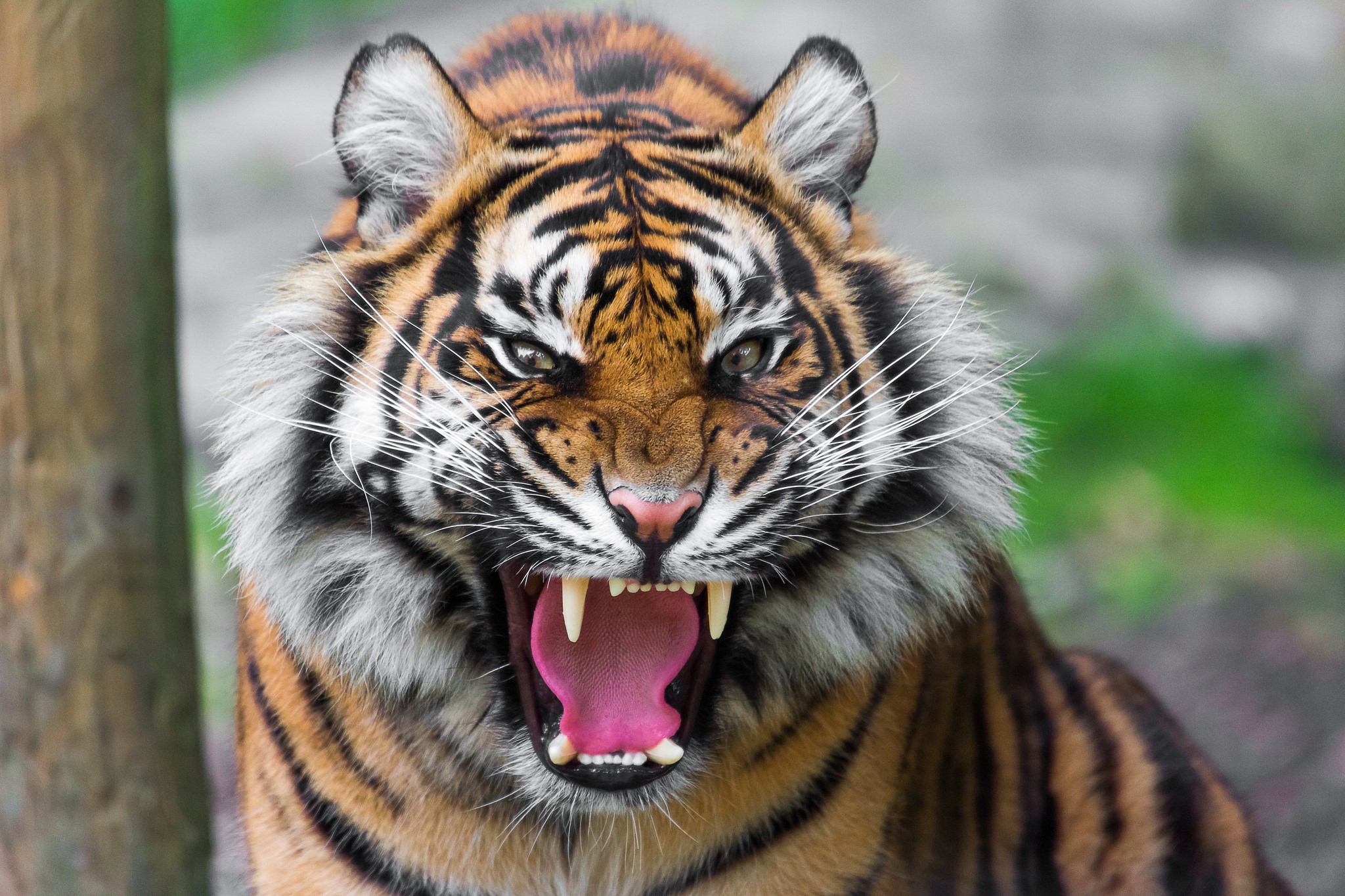Close-up of a tiger roaring HD Wallpaper