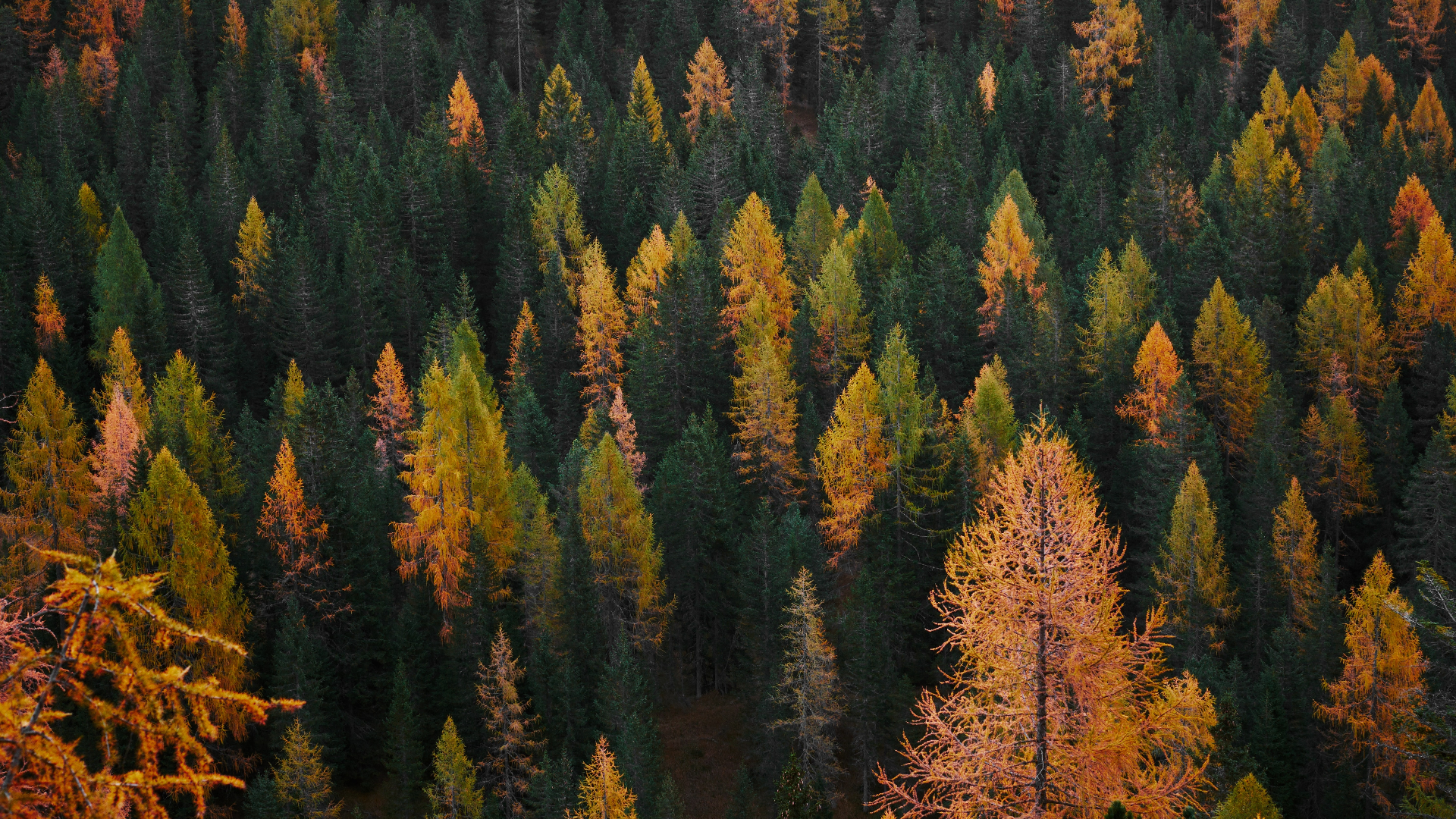 Aerial view of a forest with autumn-colored trees HD Wallpaper