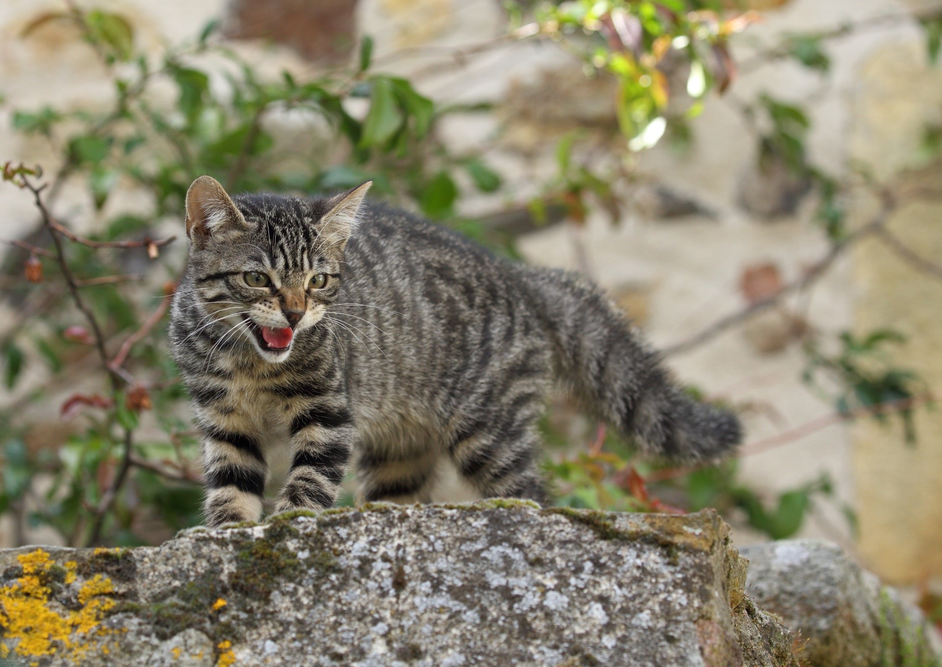 Tabby cat hissing on a stone wall HD Wallpaper