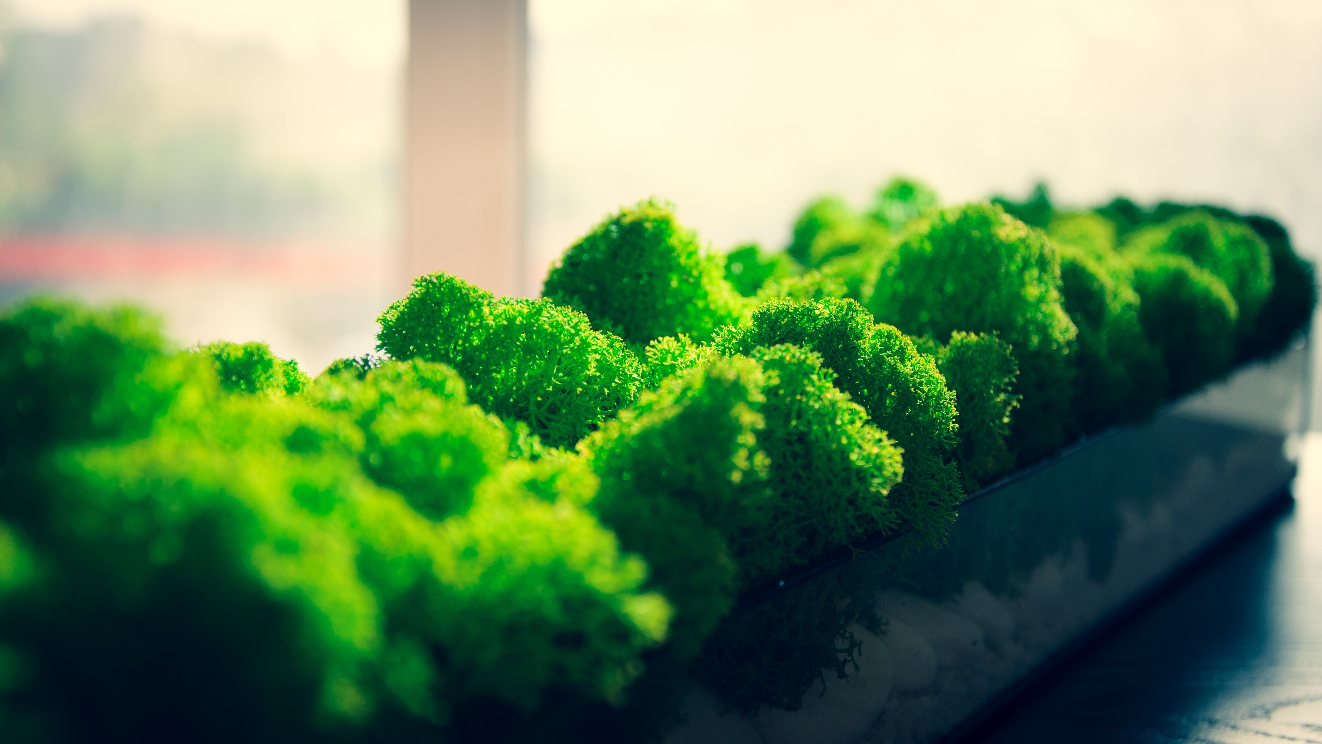 Green moss in a rectangular planter HD Wallpaper