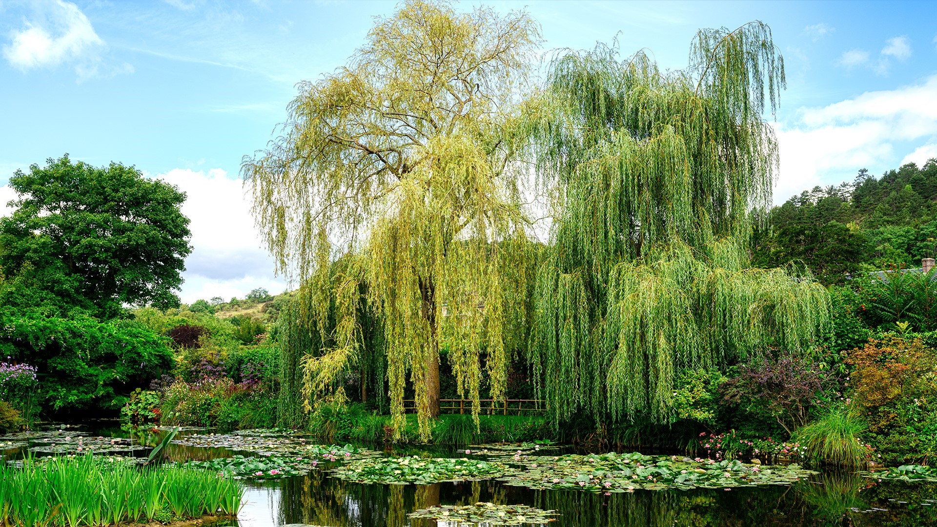 A tranquil garden pond with weeping willow trees and lily pads HD Wallpaper