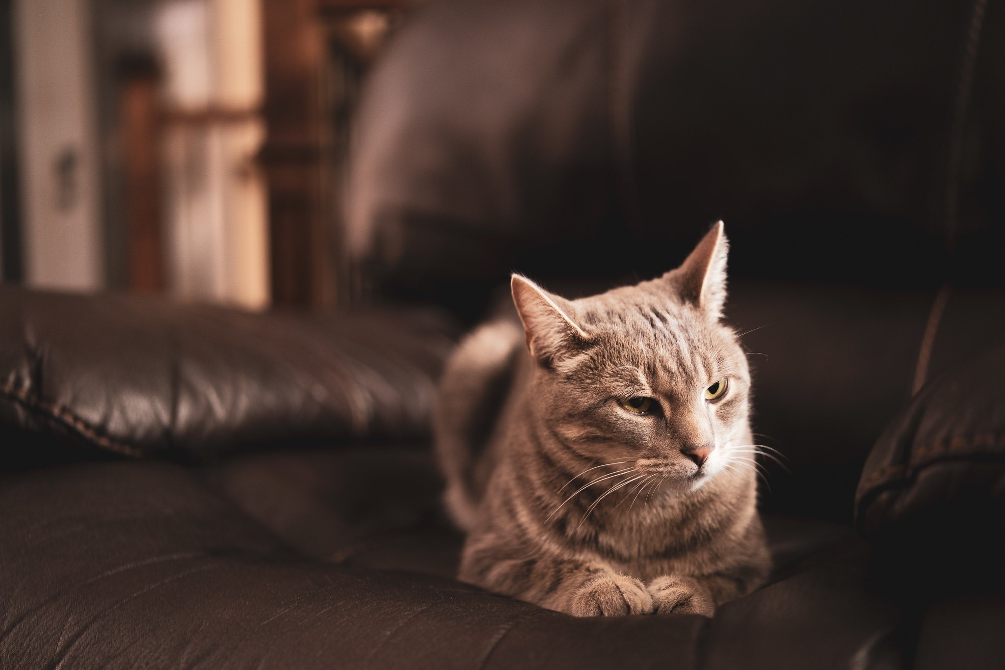 A tabby cat rests on a dark leather couch HD Wallpaper