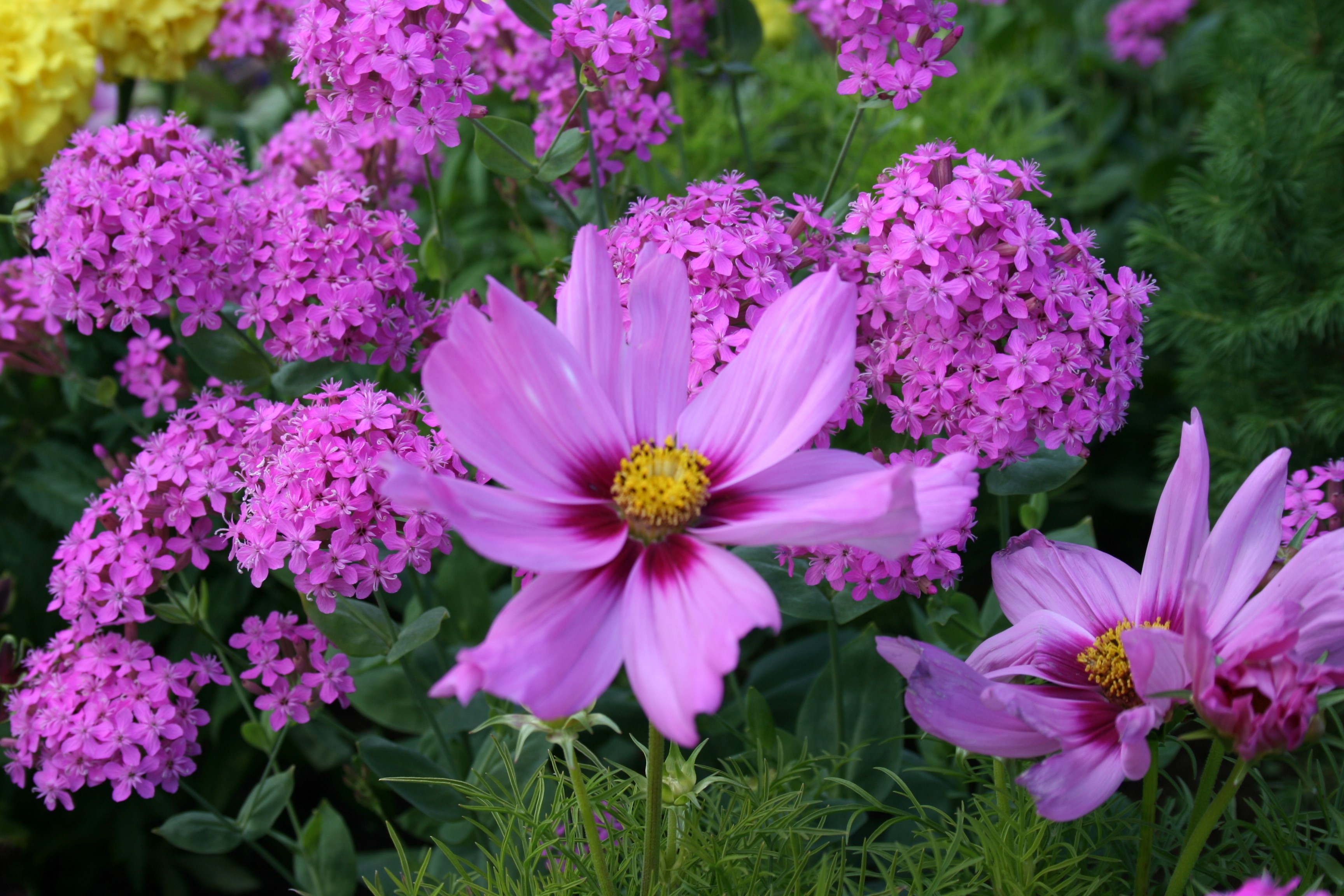Pink and purple flowers in a garden HD Wallpaper