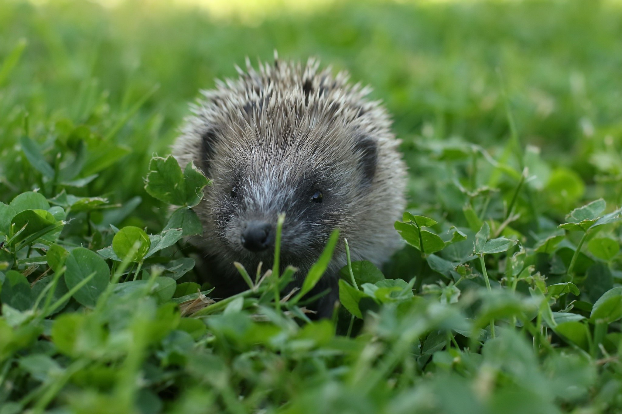 Hedgehog in green grass and clover HD Wallpaper