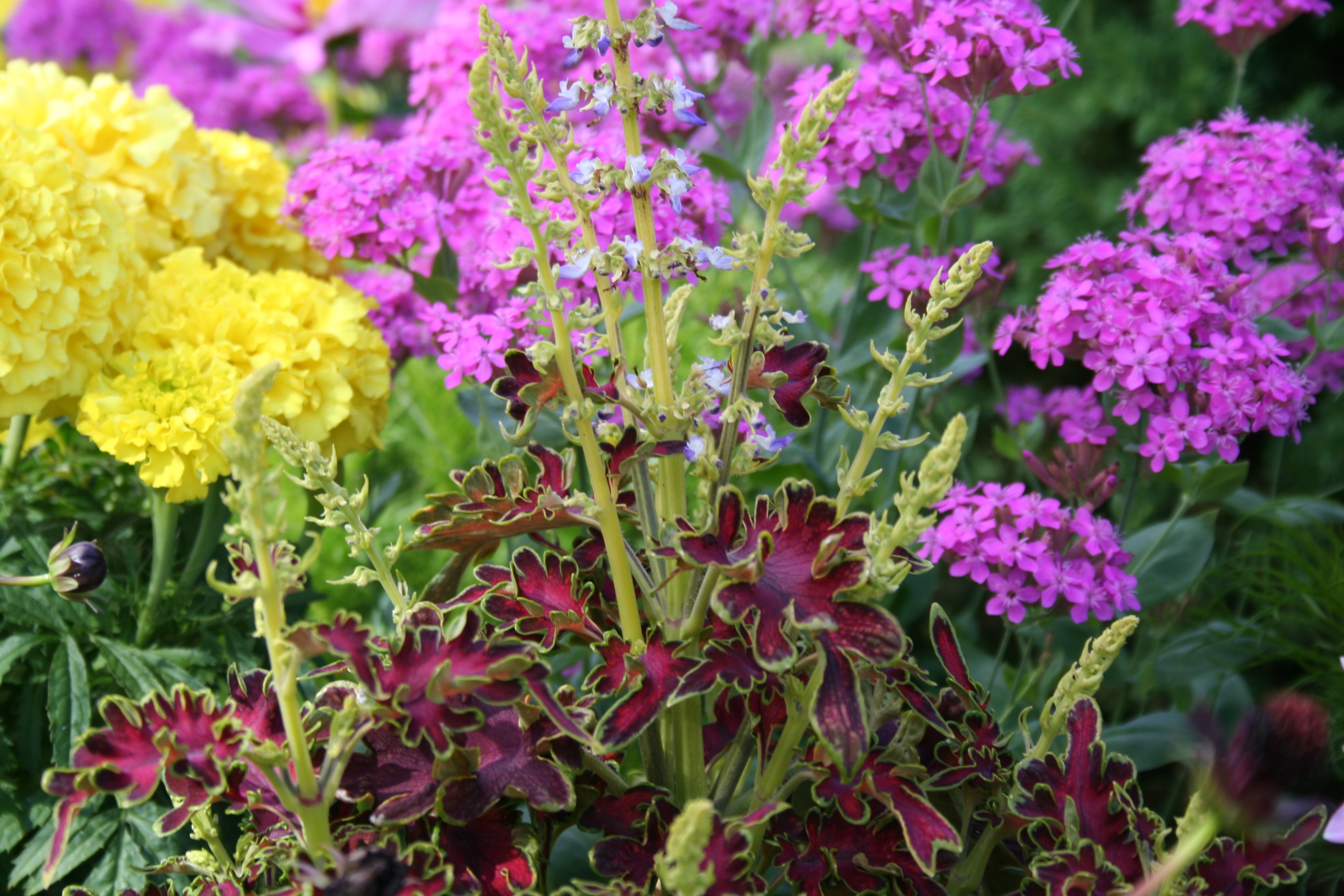 Colorful flowers and plants in a garden HD Wallpaper