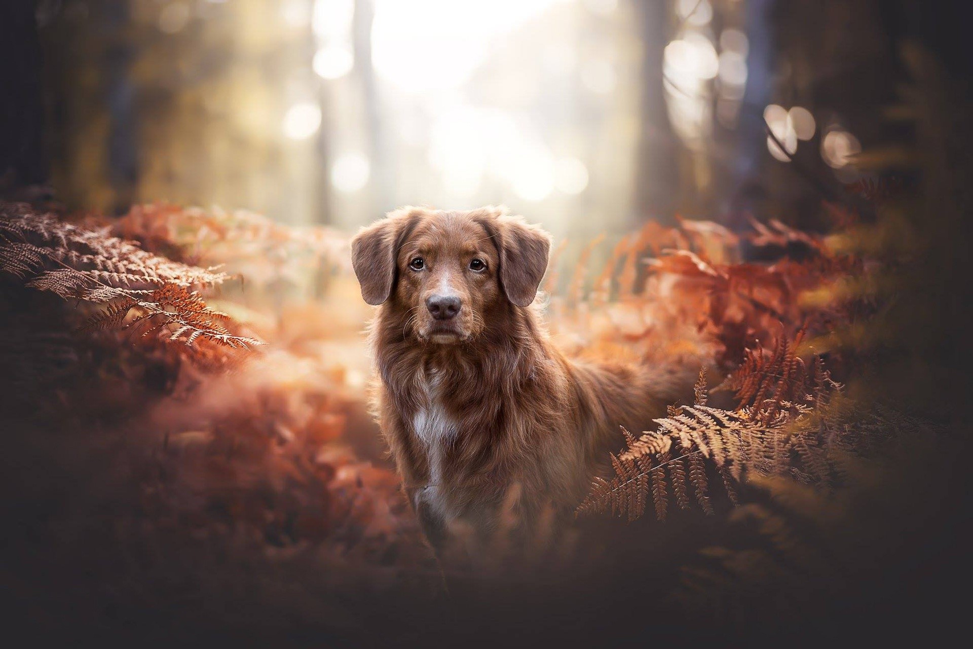 Brown dog in a forest with autumn leaves HD Wallpaper