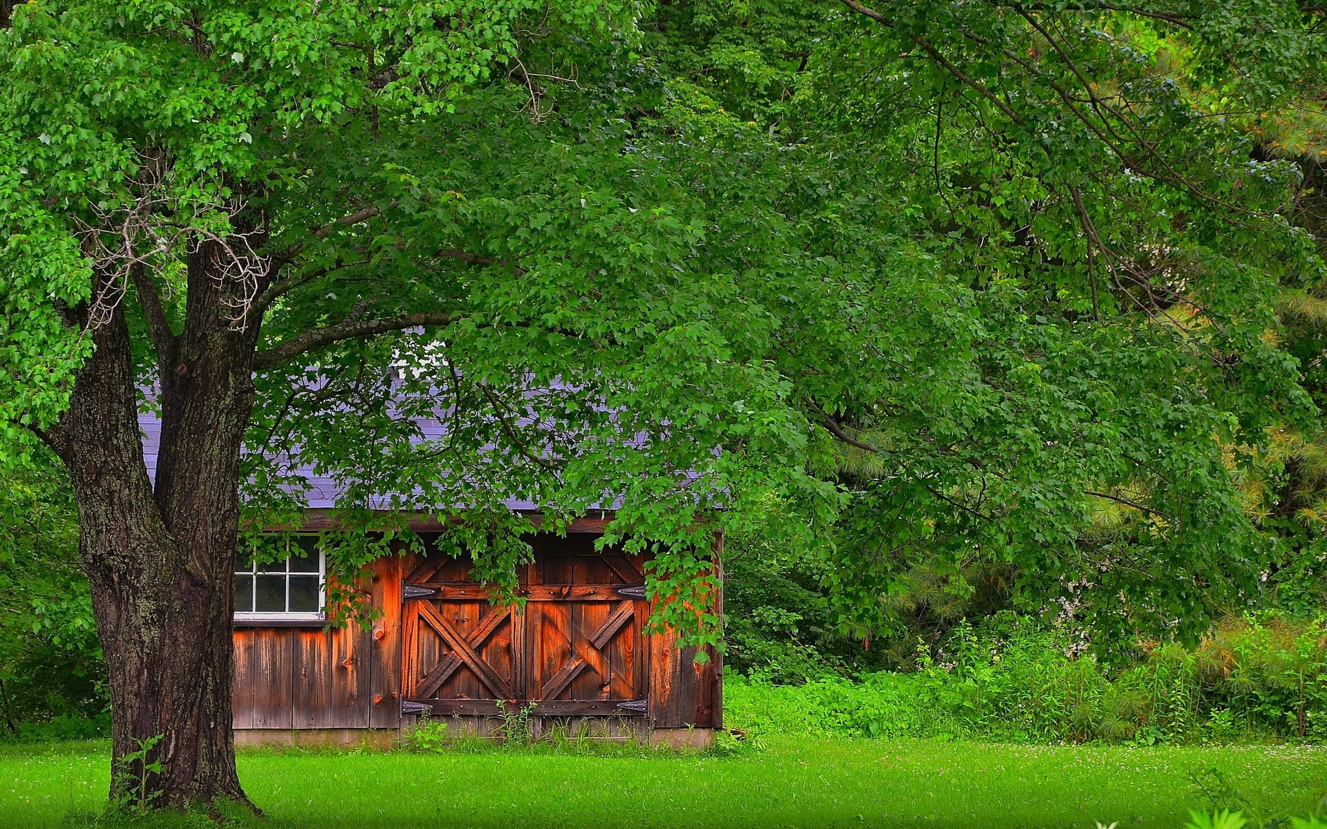 Wooden shed under a large tree HD Wallpaper
