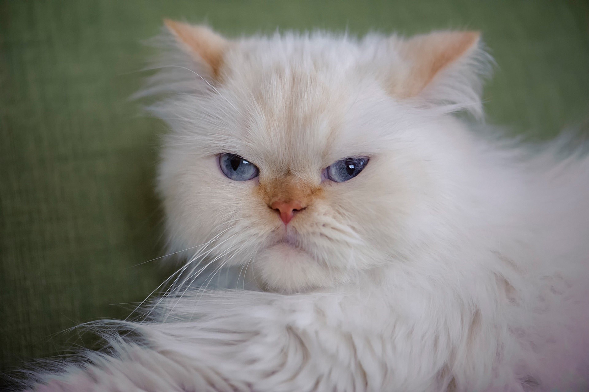 Close-up of a fluffy white cat with blue eyes HD Wallpaper