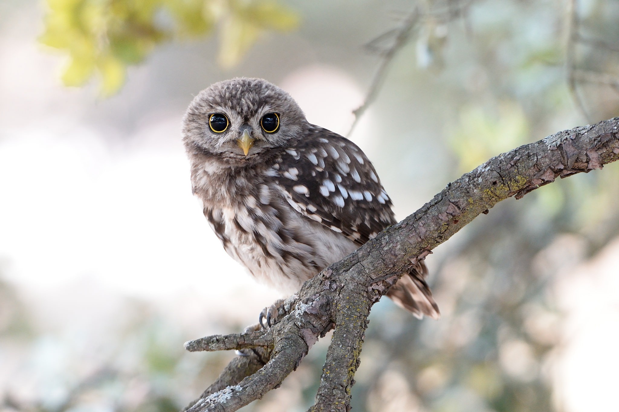 Little owl perched on a tree branch HD Wallpaper