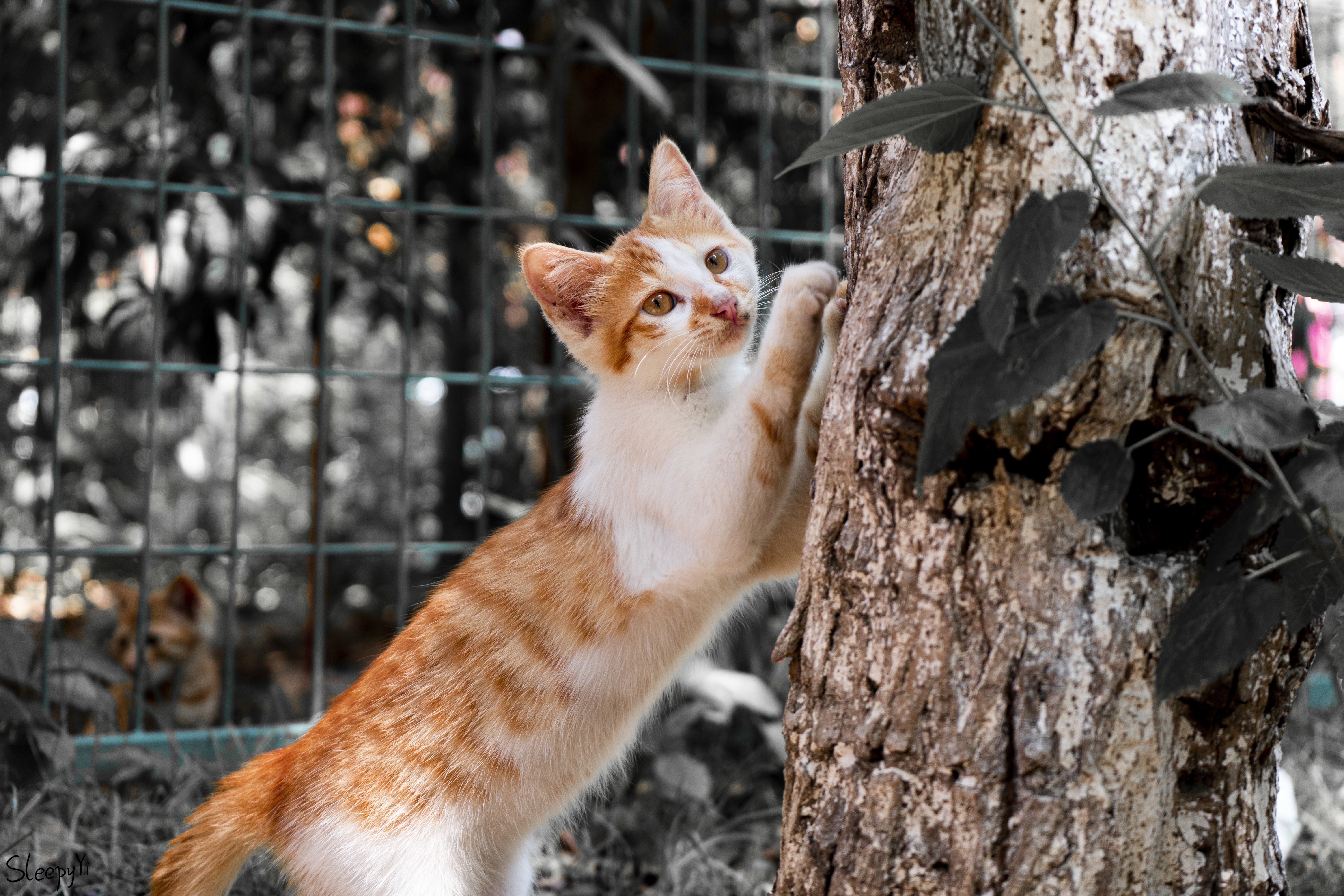Orange and white kitten scratching a tree HD Wallpaper