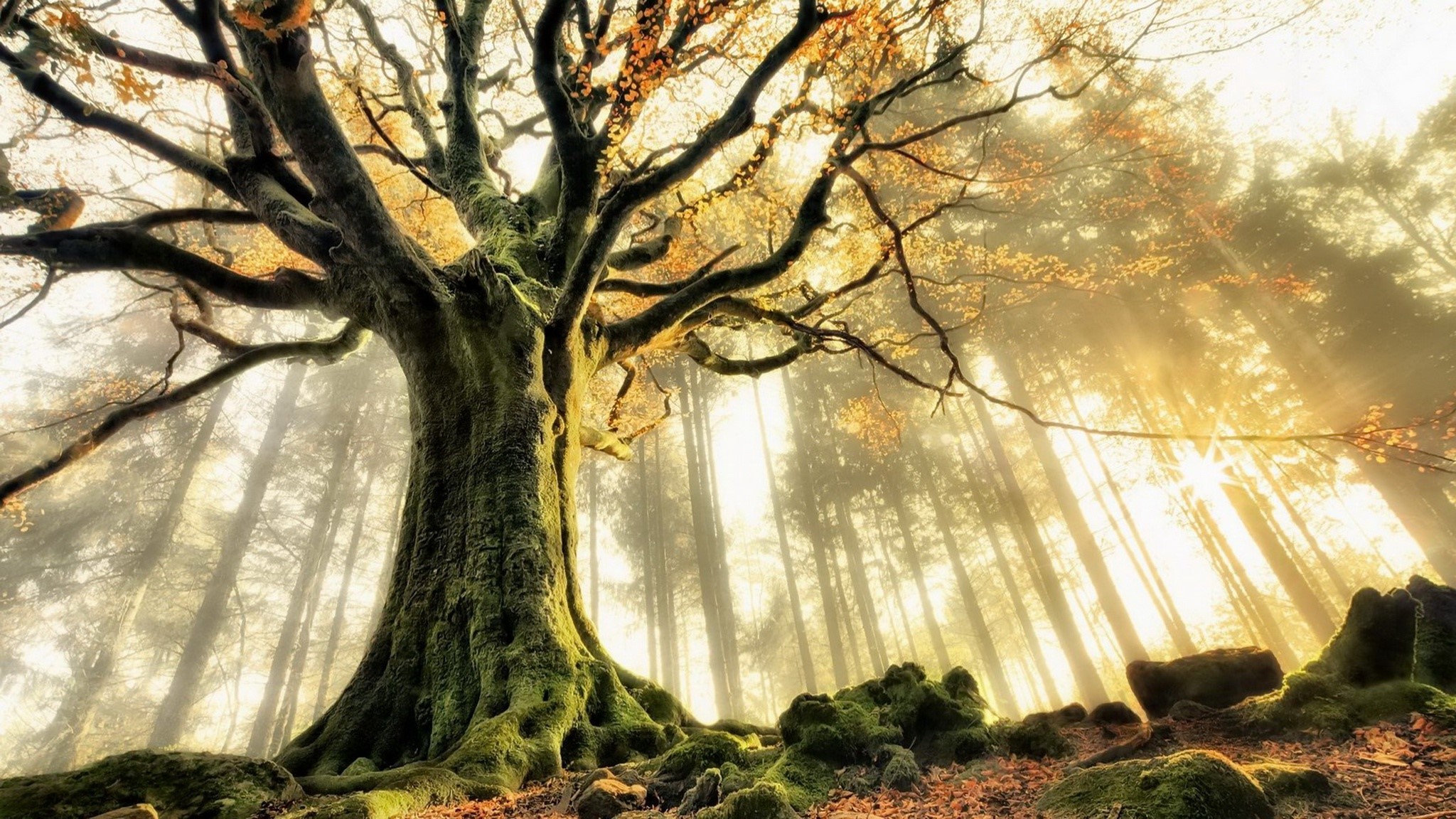 Sunlight filtering through trees in a forest HD Wallpaper