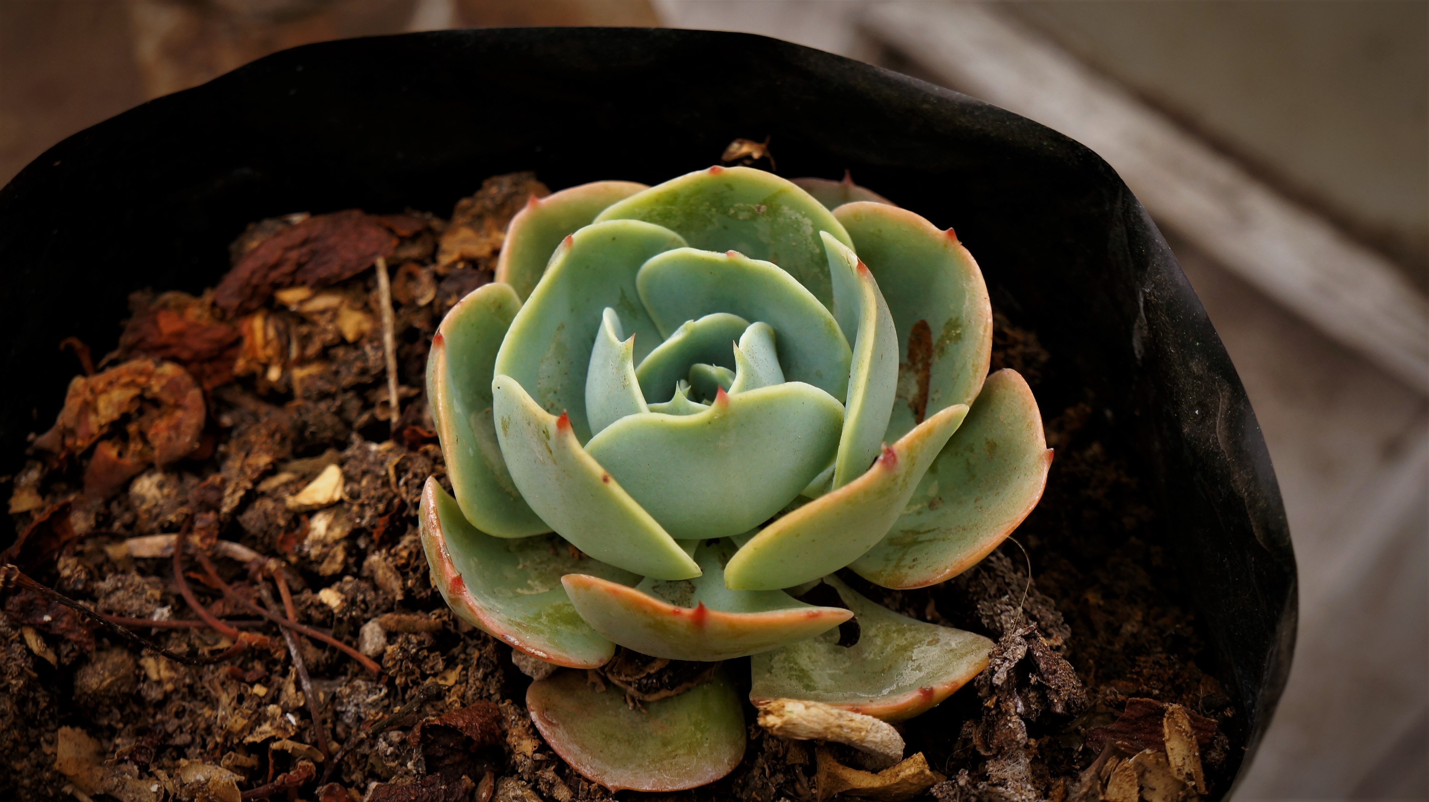 Succulent plant in a pot HD Wallpaper