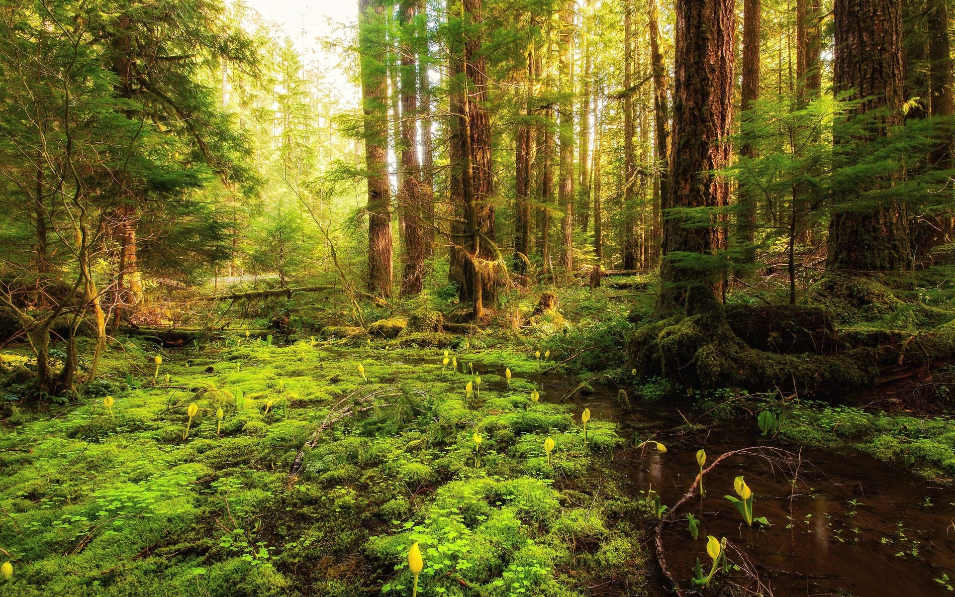 Sunlight filters through a mossy forest with yellow flowers HD Wallpaper