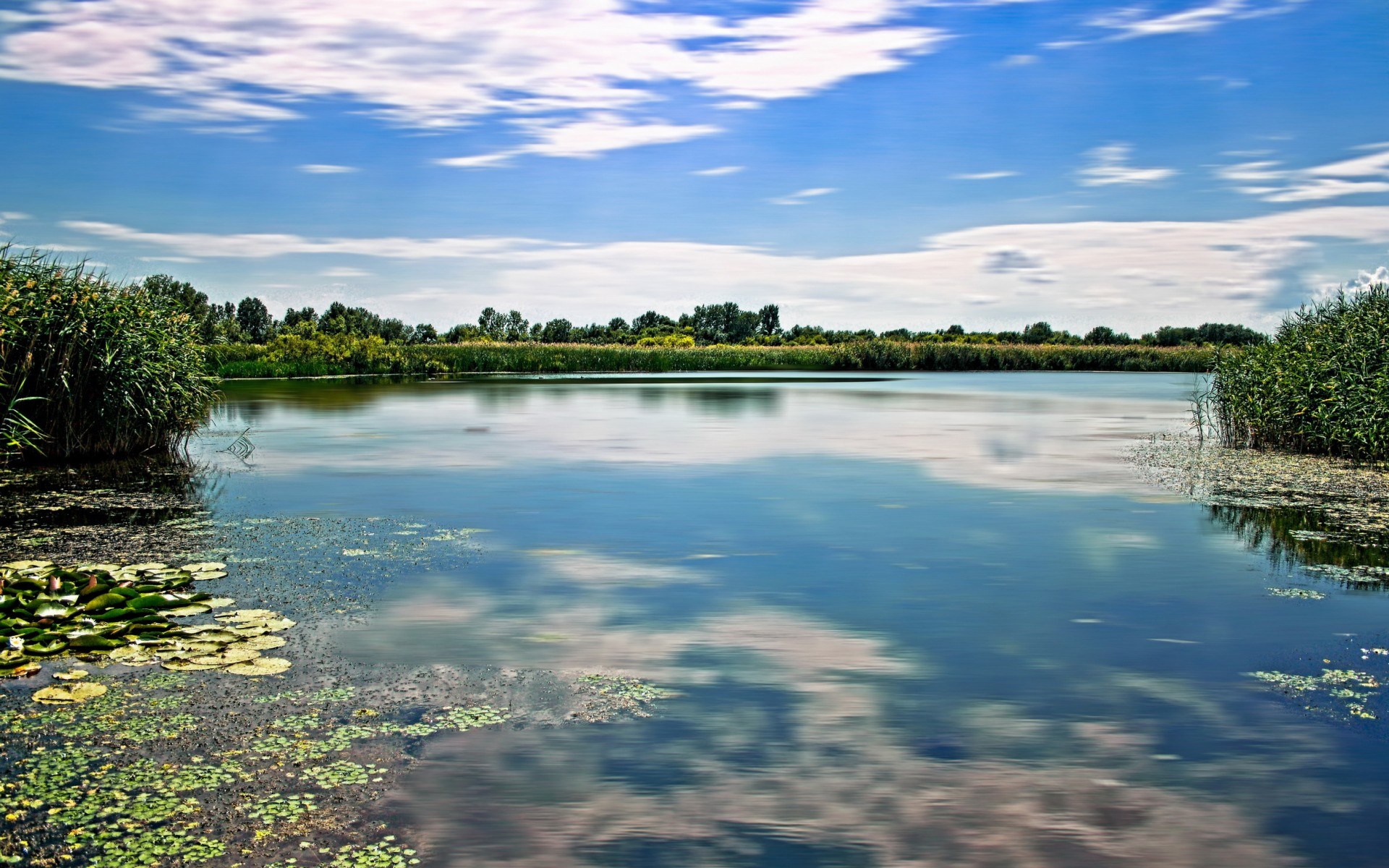 A calm lake with reeds and lily pads under a cloudy sky HD Wallpaper