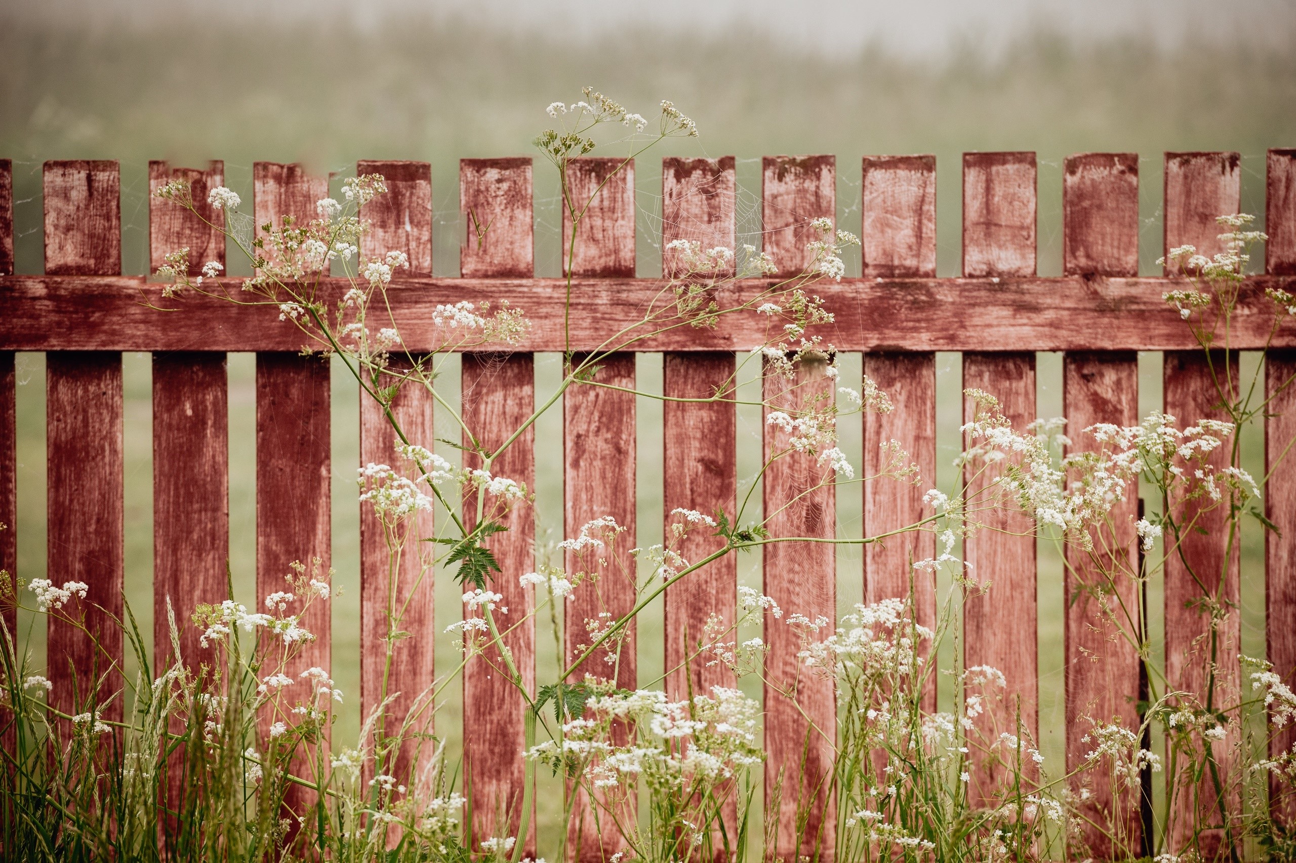 Wooden fence with wildflowers and grass HD Wallpaper