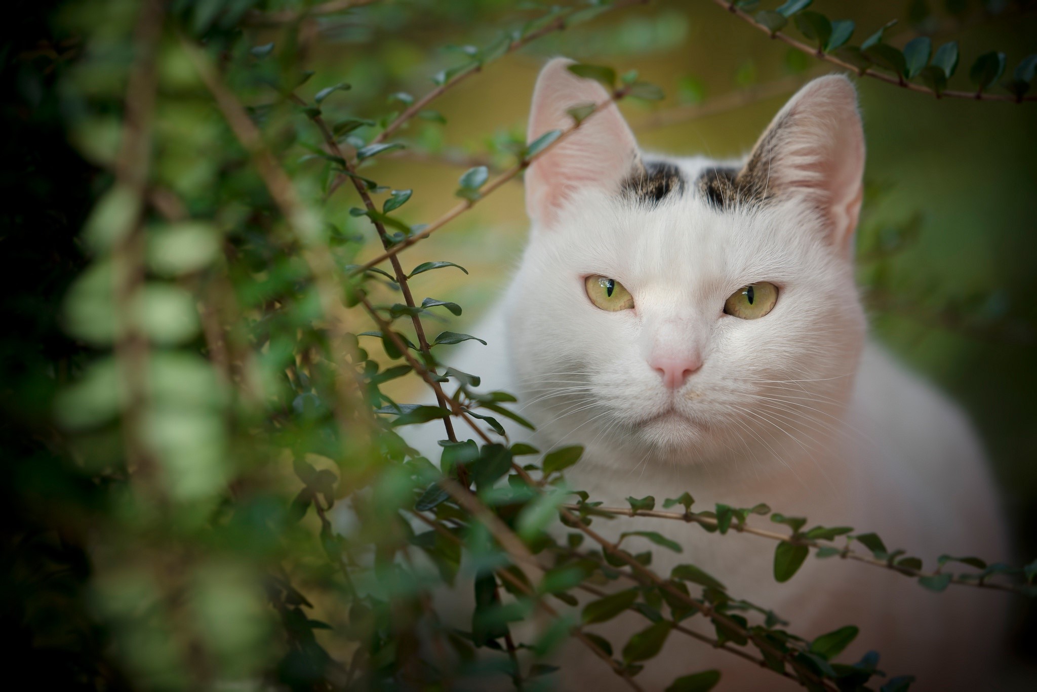 White cat with black markings peeking through green foliage HD Wallpaper