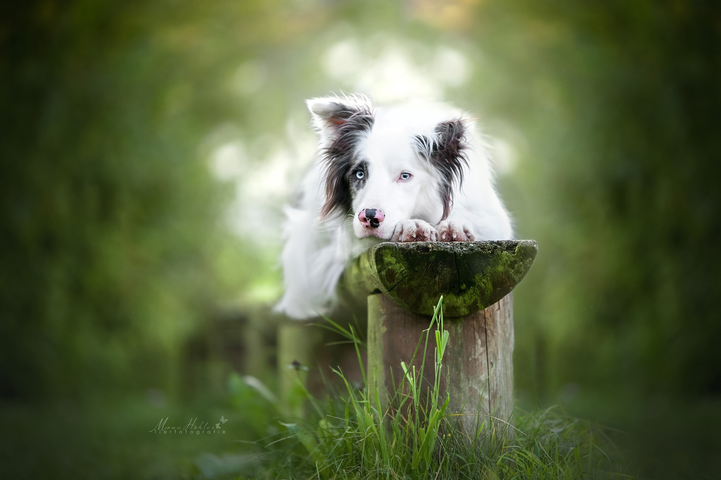 Border Collie dog resting on a wooden bench outdoors HD Wallpaper