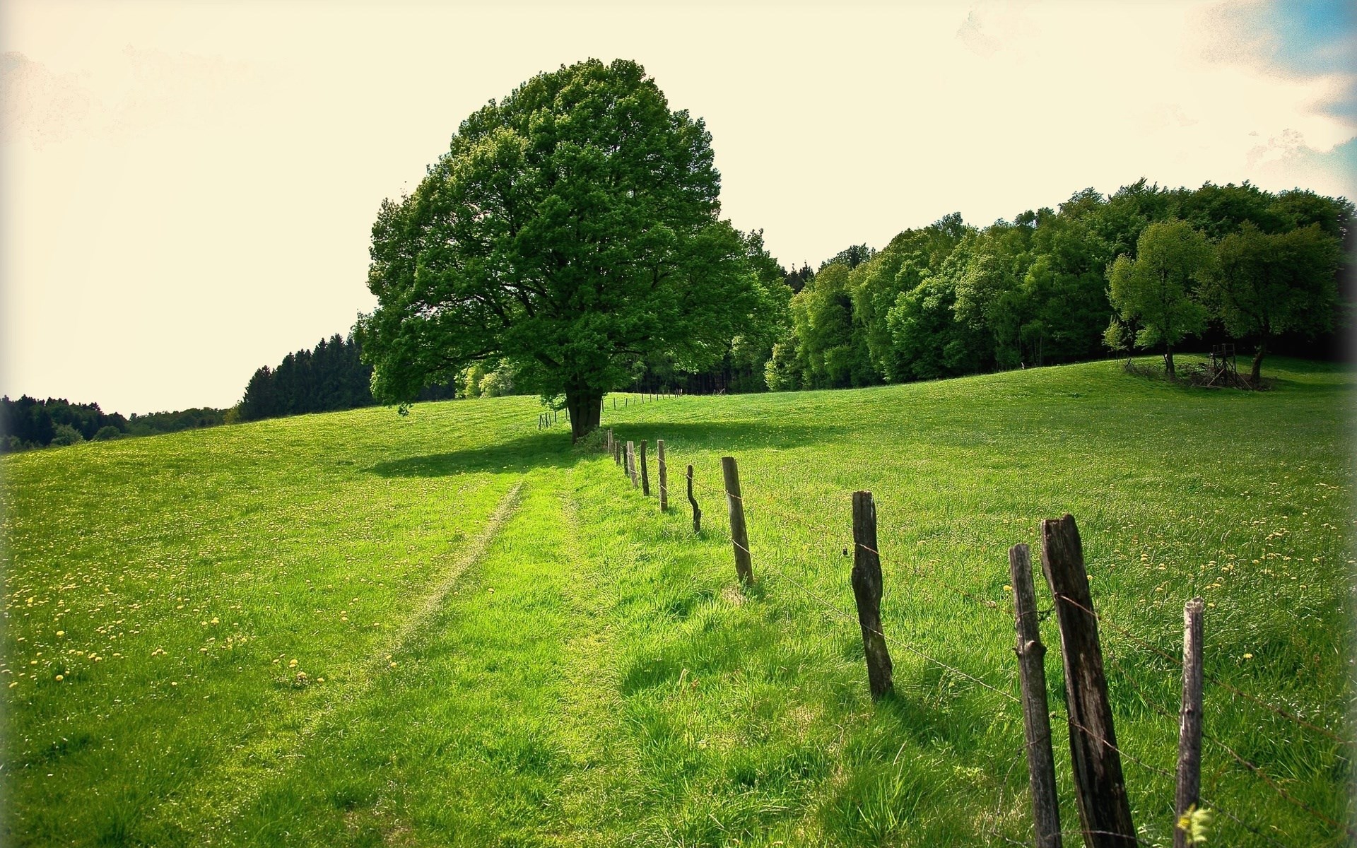 A lone tree on a grassy hill with a fence HD Wallpaper