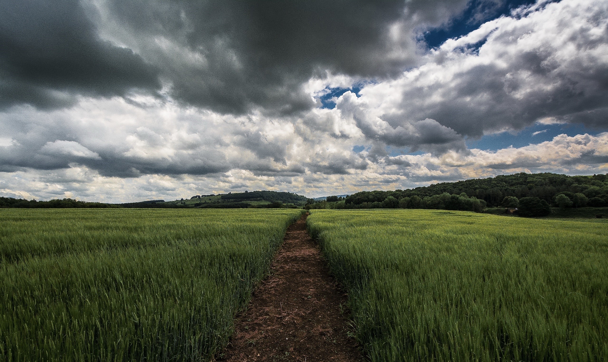 Path through a green field under a cloudy sky HD Wallpaper