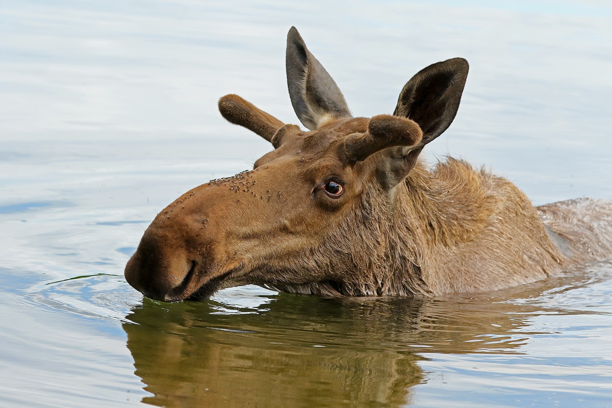 Moose swimming in water HD Wallpaper