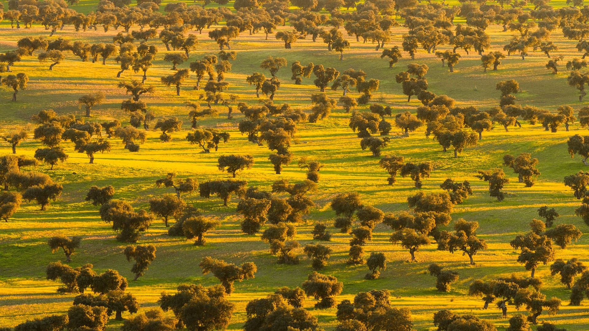 Oak trees in a grassy field at sunrise HD Wallpaper