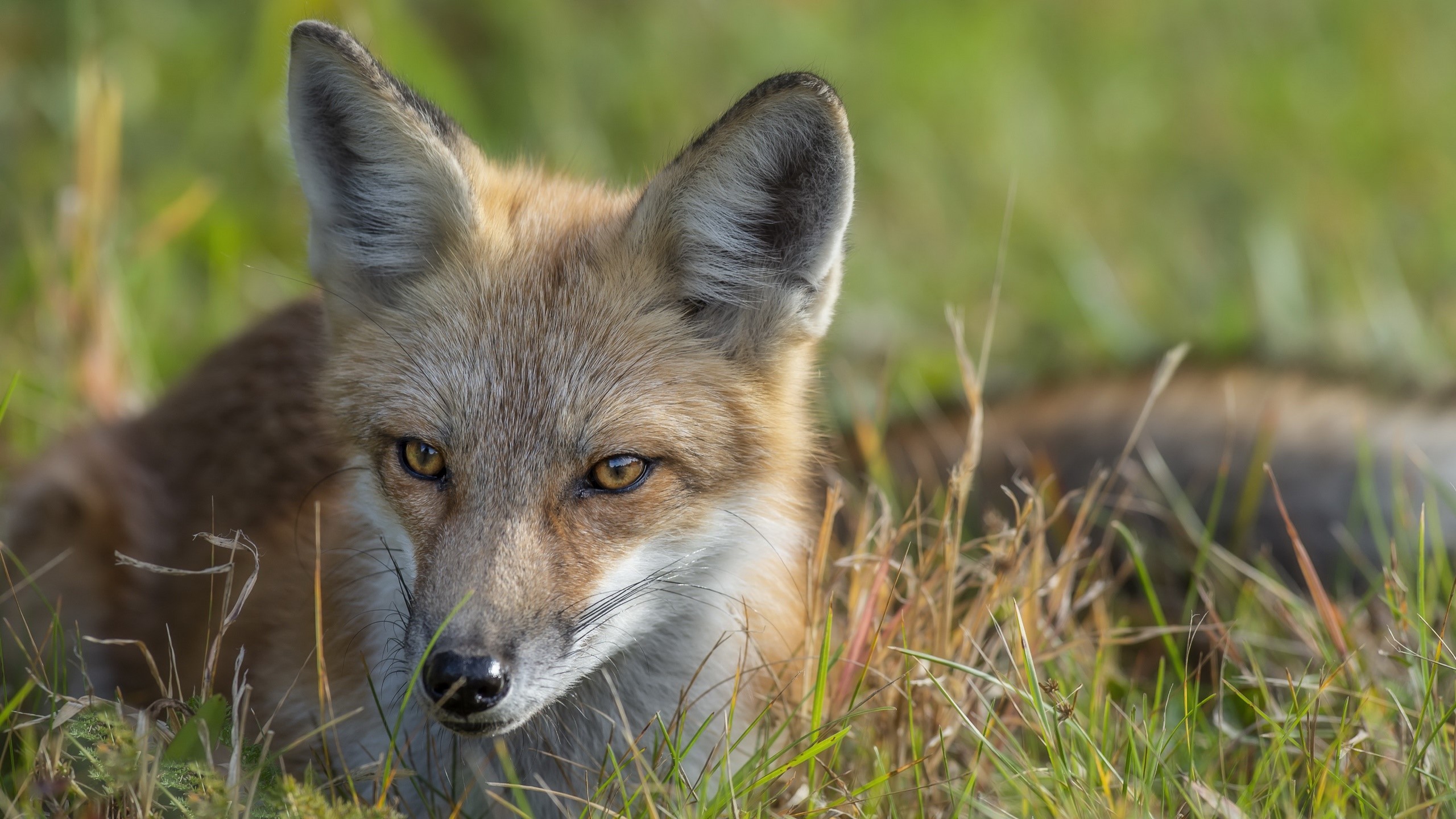Close-up of a red fox in tall grass HD Wallpaper