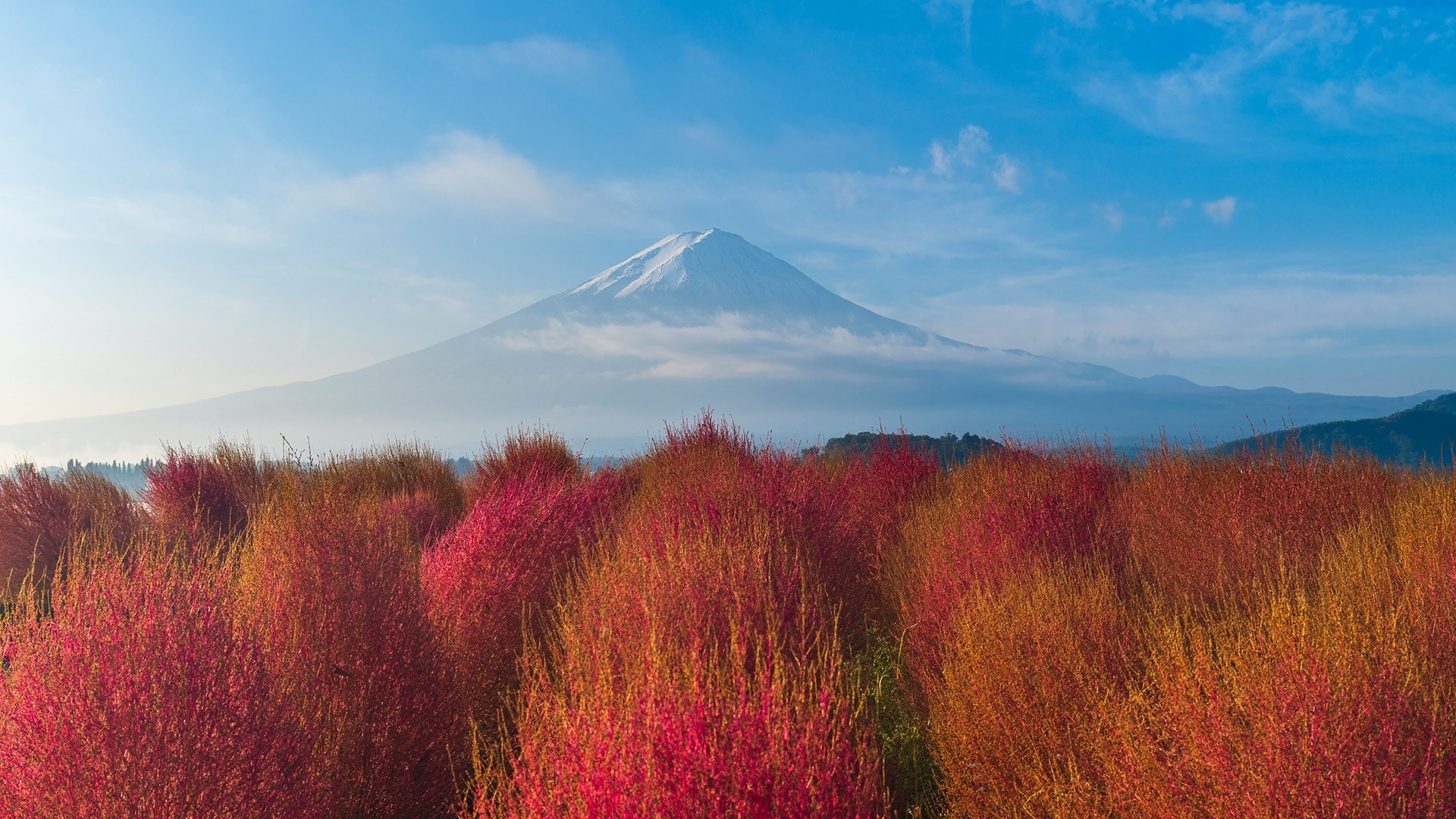 Mount Fuji with red and yellow bushes in foreground HD Wallpaper