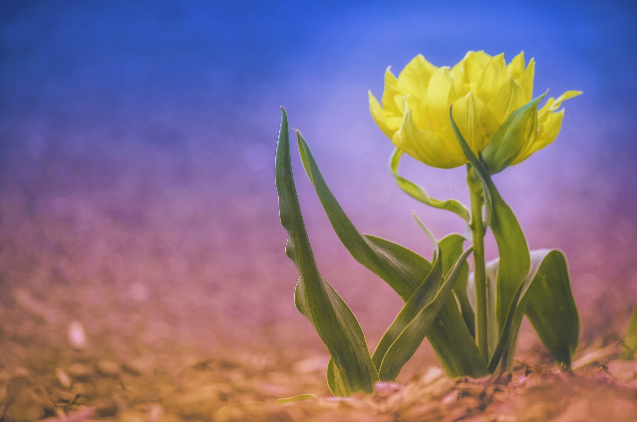 Yellow double tulip flower with green leaves HD Wallpaper