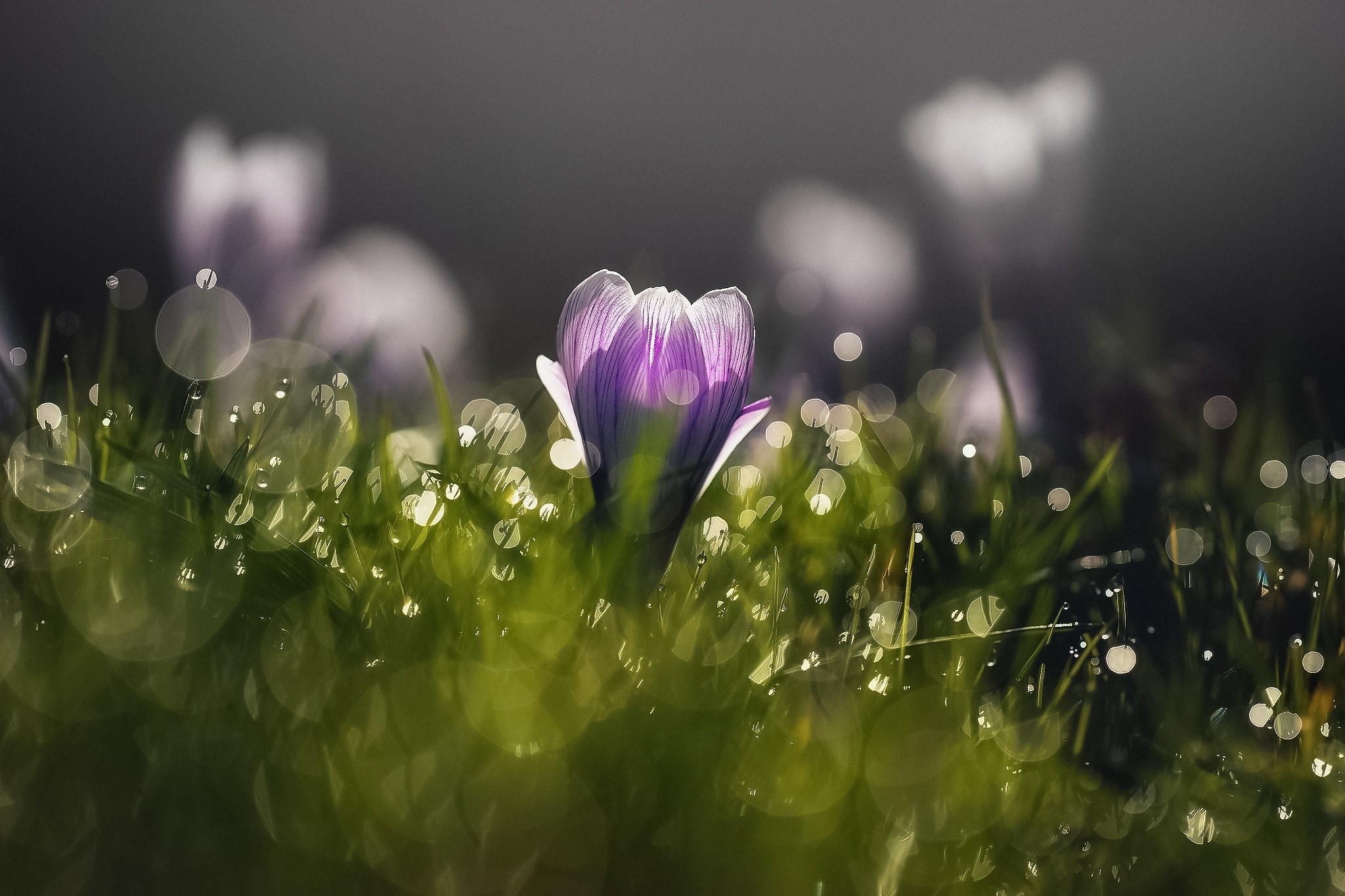 Purple crocus flower with dew drops on grass HD Wallpaper