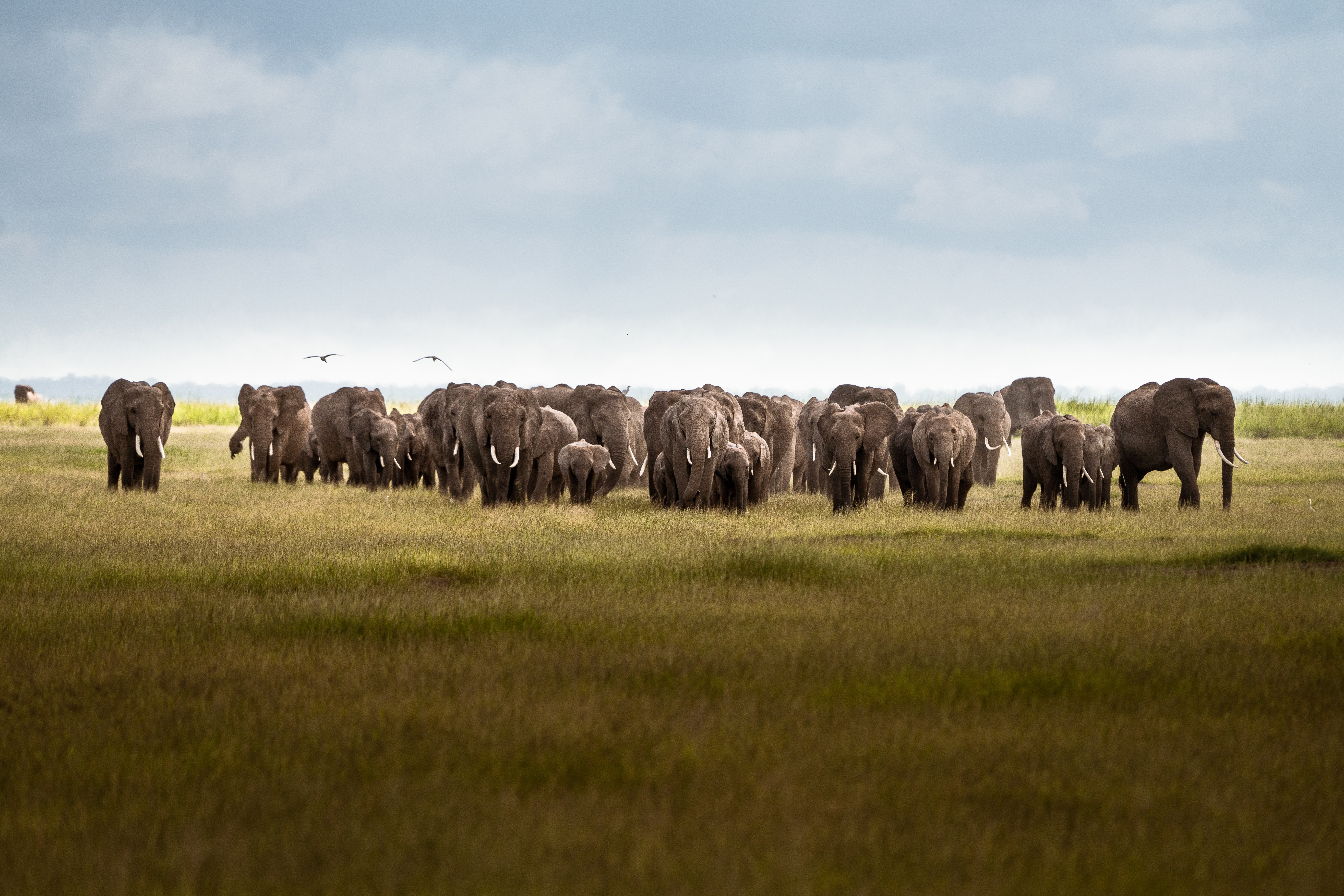 Herd of elephants in a grassy field with birds and clouds HD Wallpaper