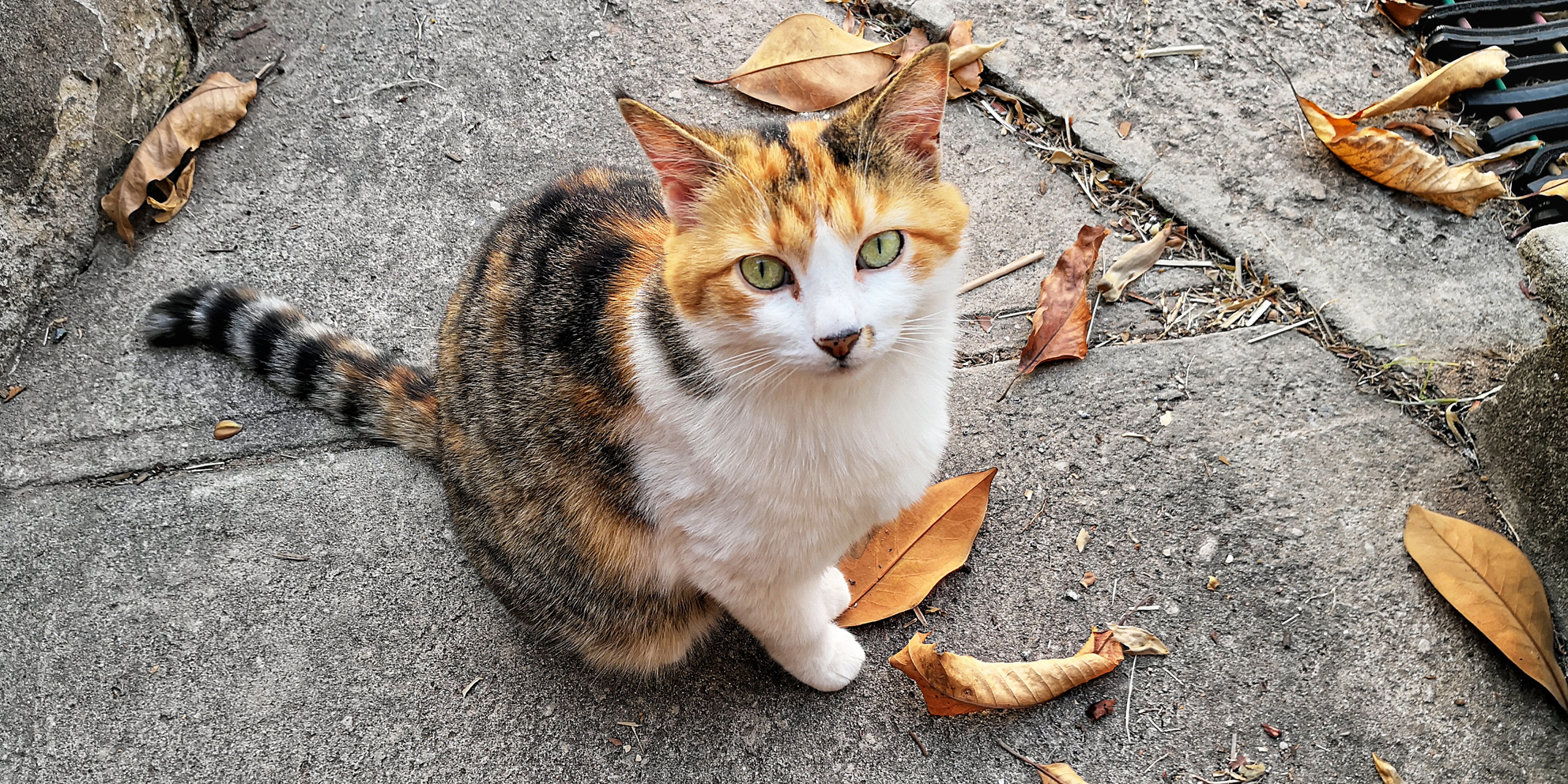 Calico cat sitting on concrete with fallen leaves HD Wallpaper