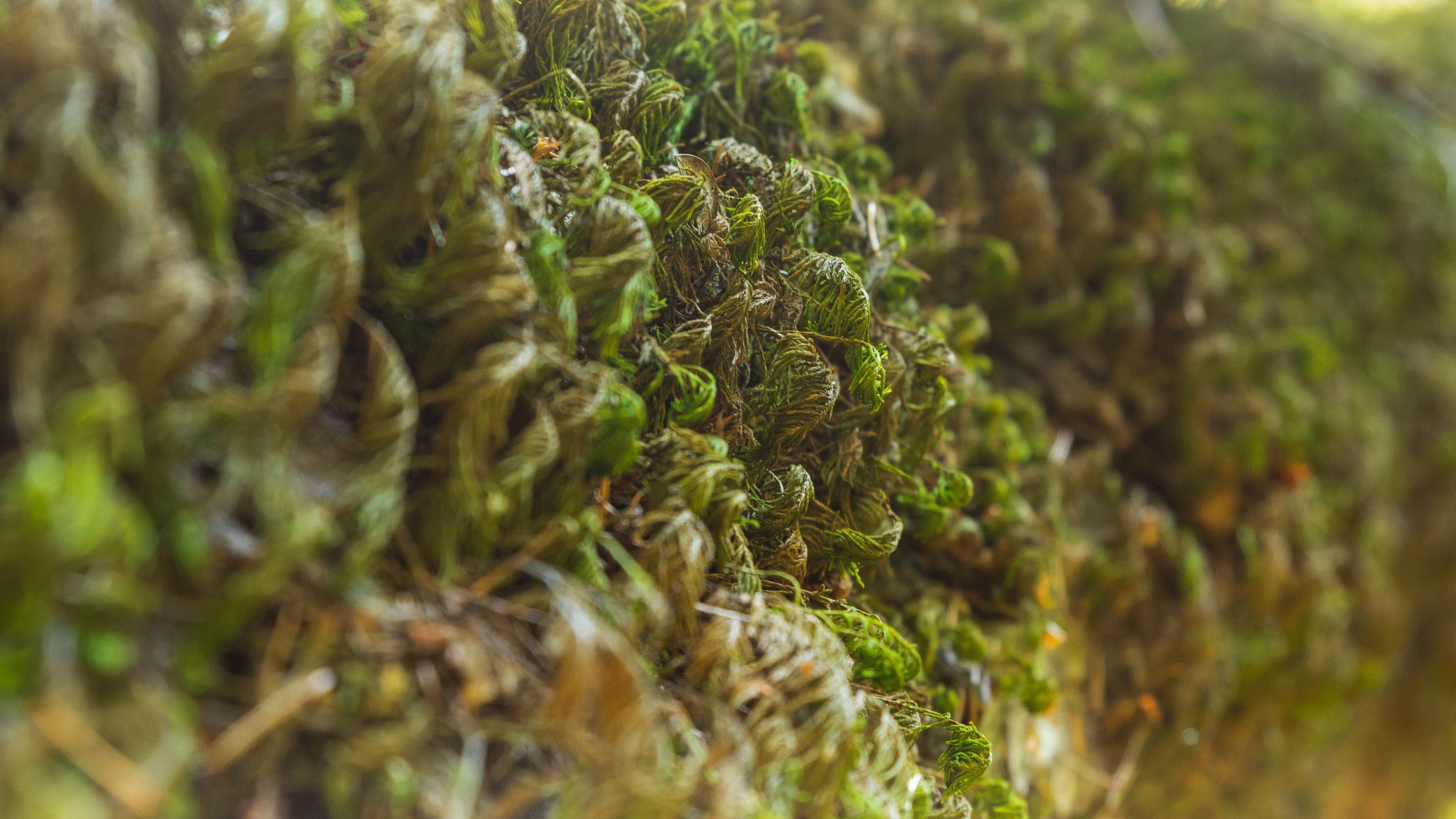 4K Moss Closeup Nature Plants HD Wallpaper
