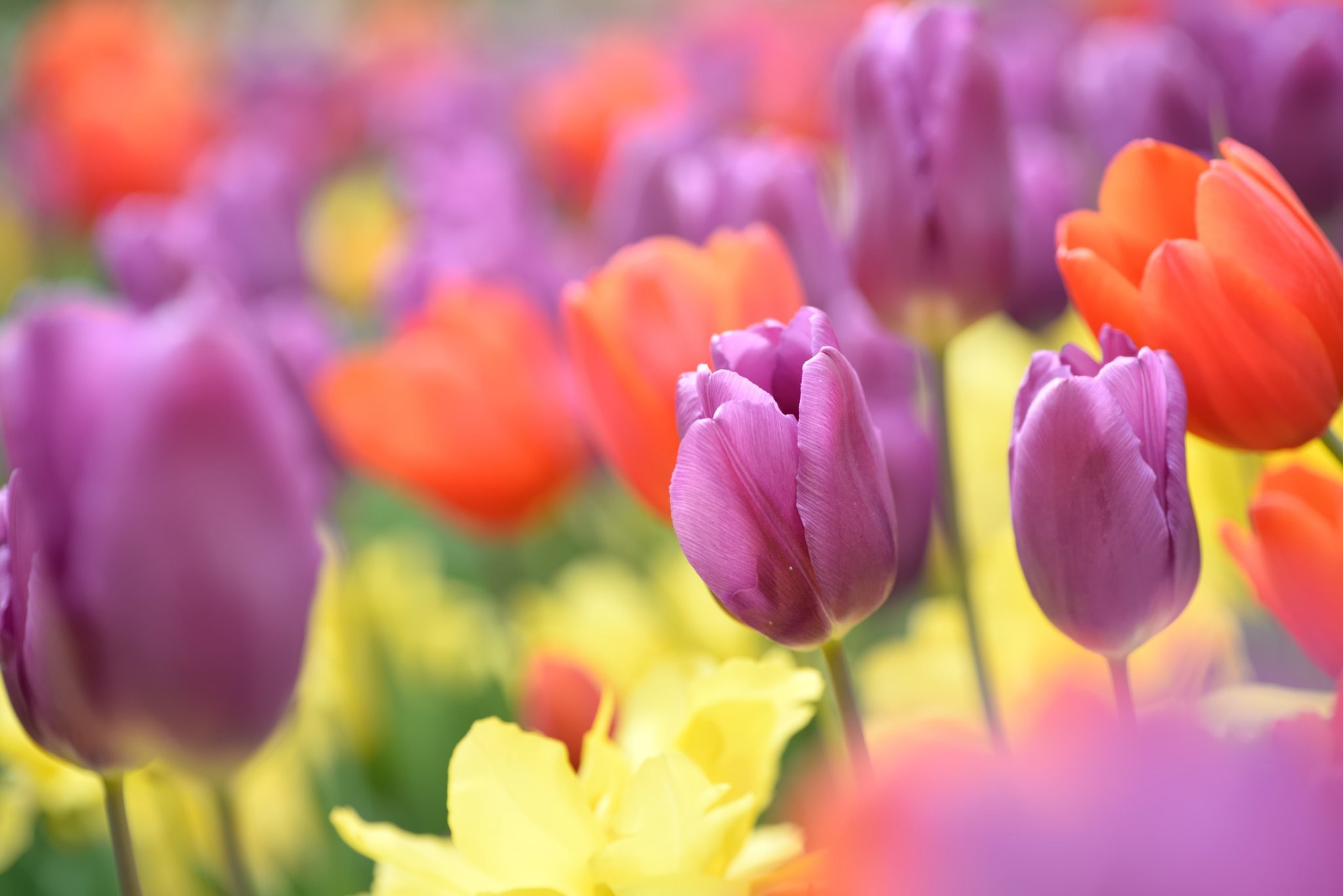 Colorful tulips in a garden HD Wallpaper