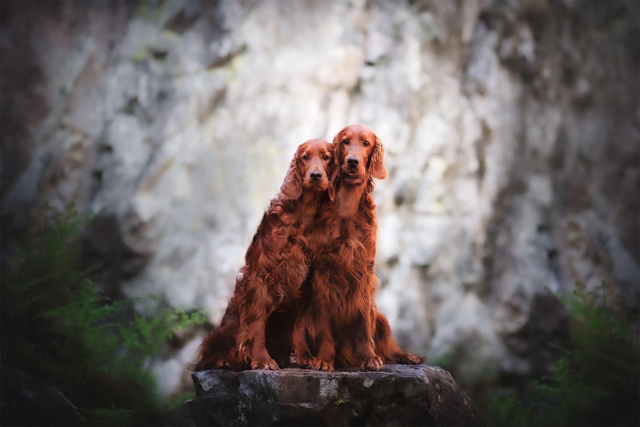 Two Irish Setters sitting on a rock HD Wallpaper