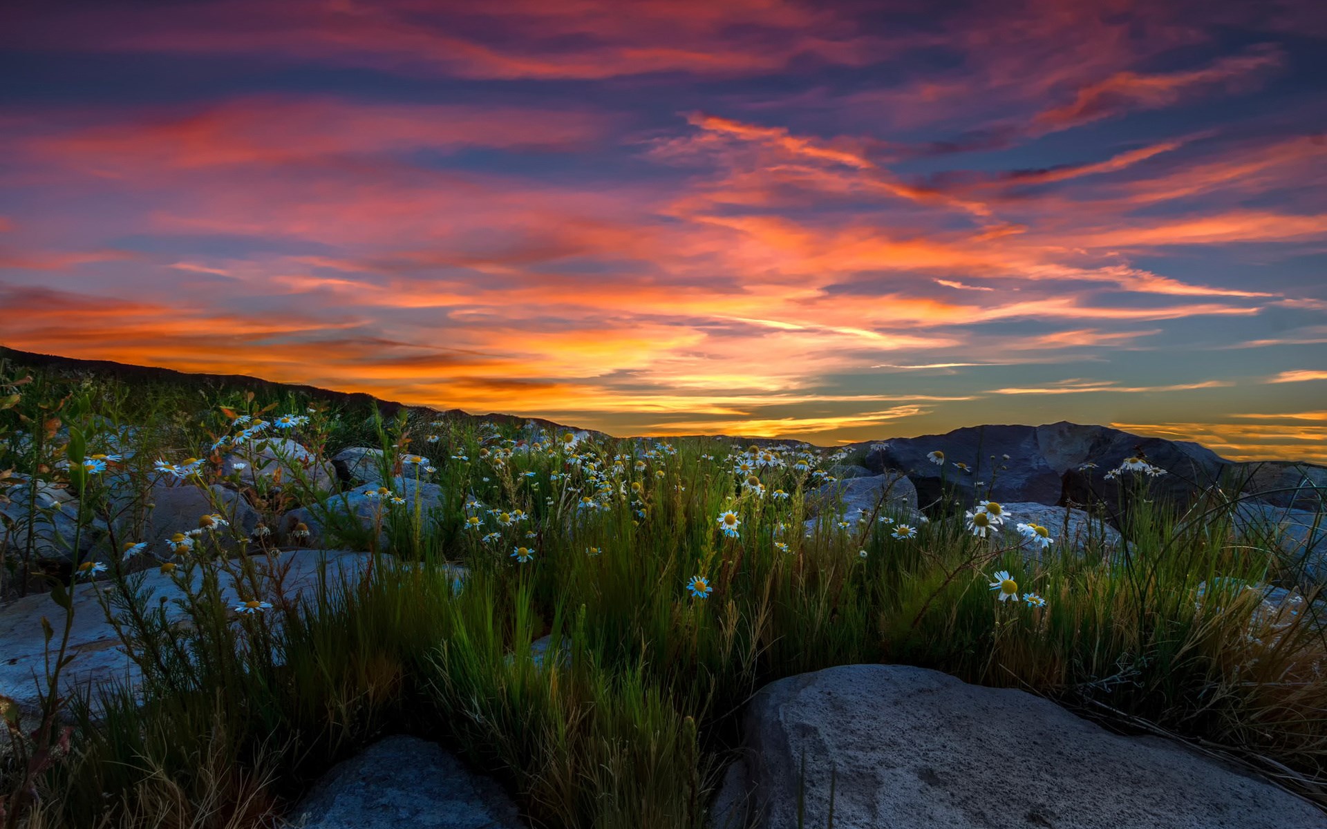 Wildflowers and rocks at sunset HD Wallpaper